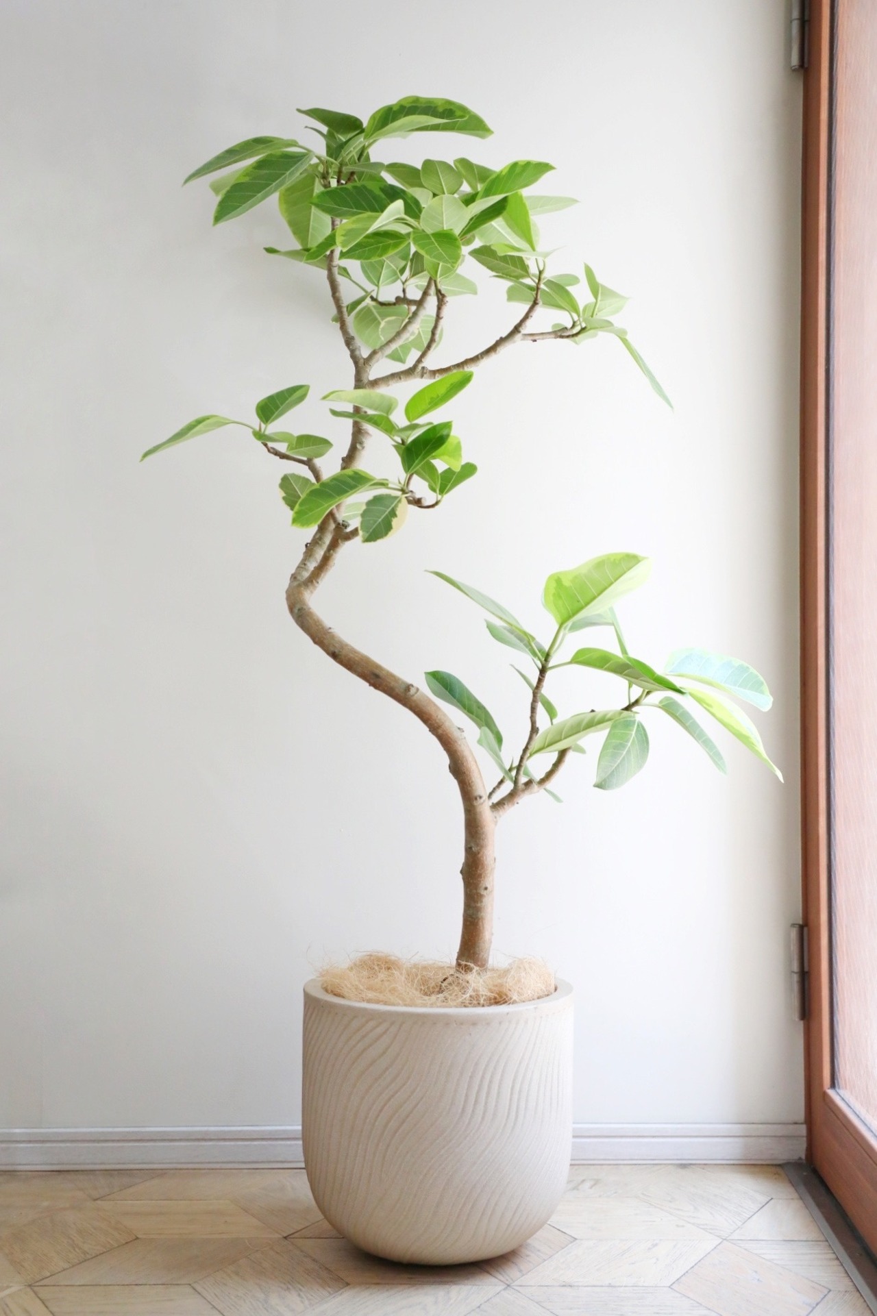 【L/146cm】フィカス アルテシマ/Ficus Altissima