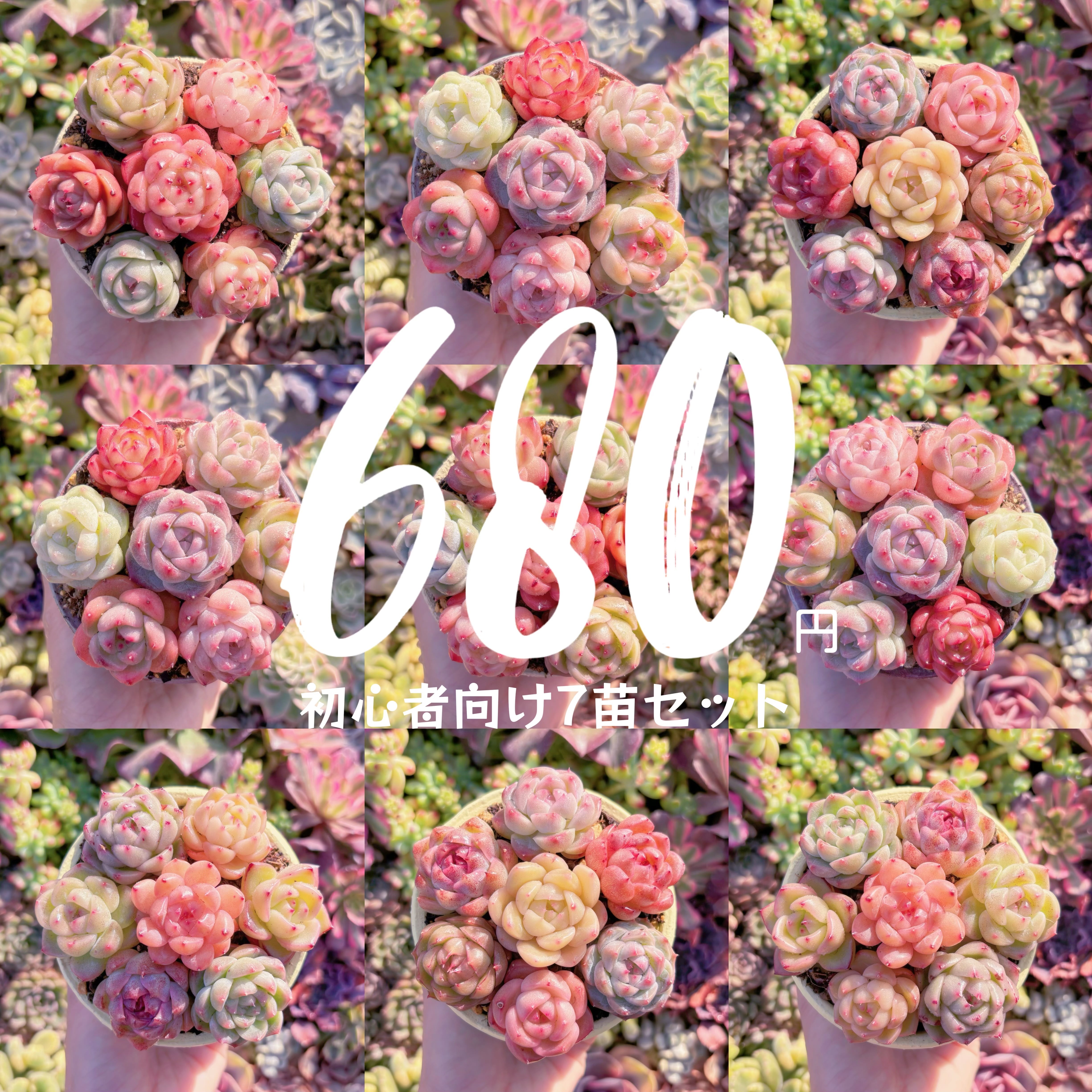 ❤︎初心者向け7苗セット❤︎ 第3弾　希少新品種入り