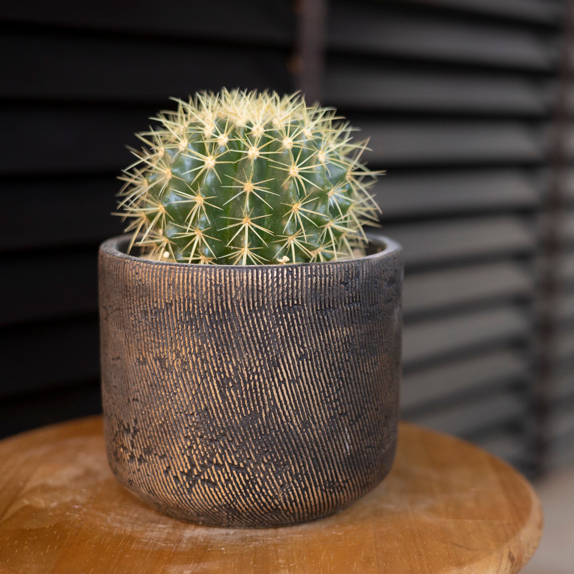 金鯱 サボテン 5号サイズ 黄金色 多肉植物 ドライガーデン 金シャチ