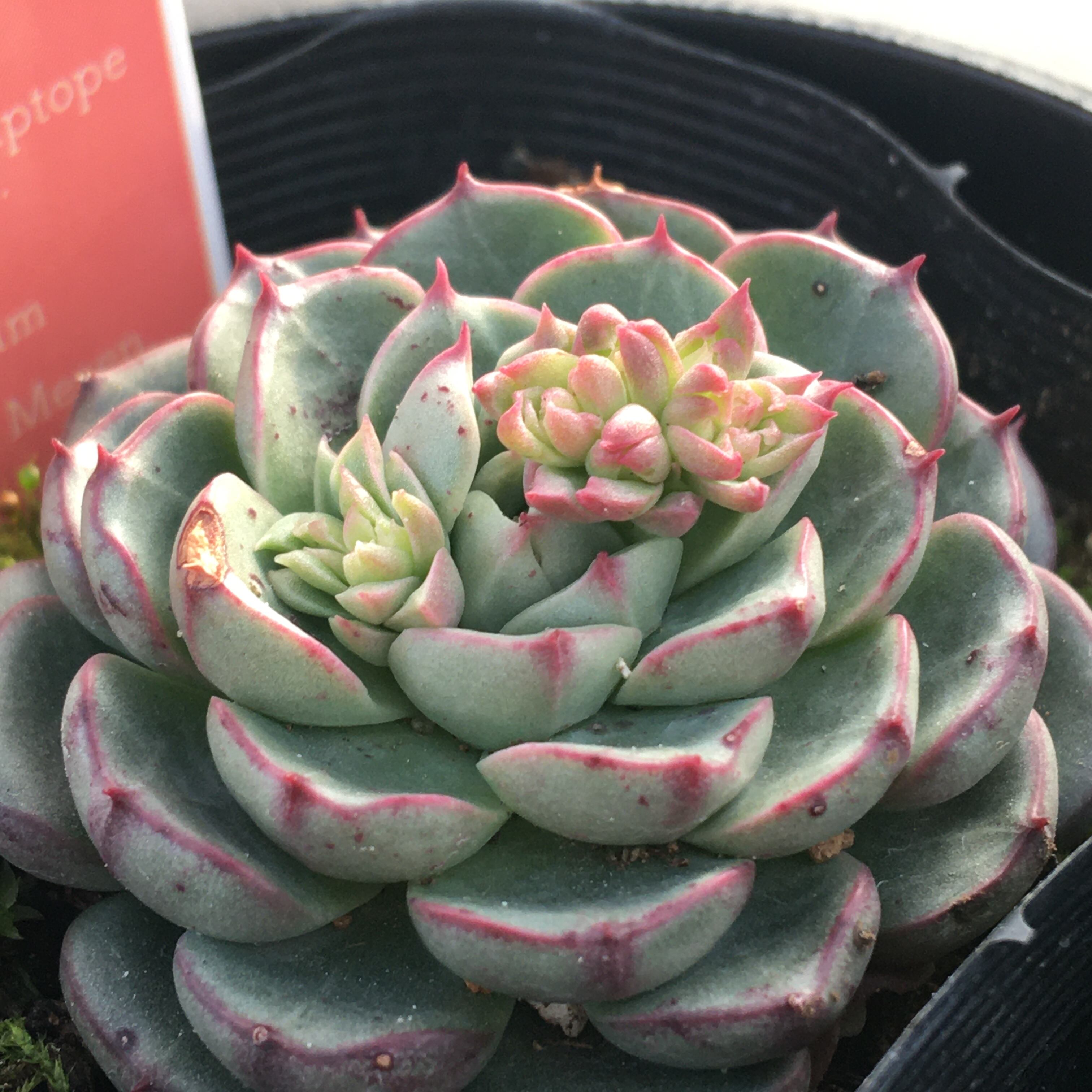 多肉植物　韓国苗　マジック 942c245aefc13df7b157d05e6b33b2