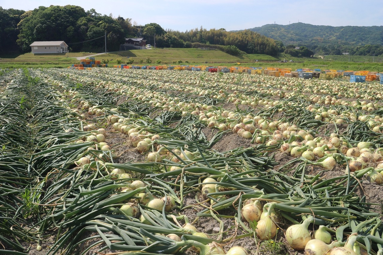 【淡路島産】 熟成サラダ玉ねぎ　熟れっ玉 2Kg