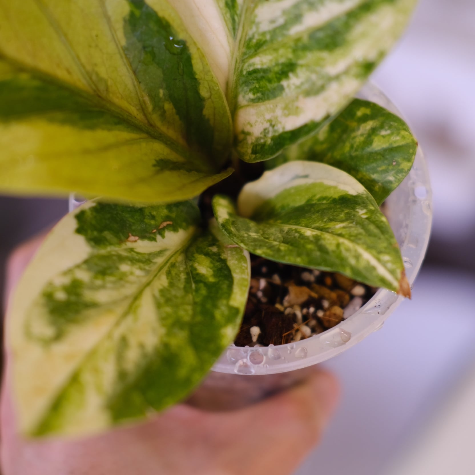 Anthurium hookeri variegata｜アンスリウム フーケリー 斑入り｜観葉