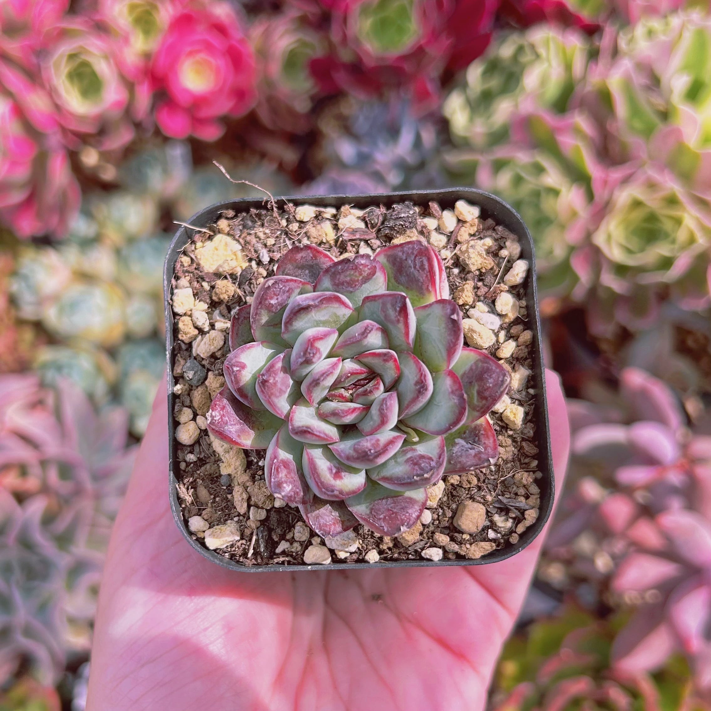 #852現物　多肉植物　コブメキシコポルデンシス