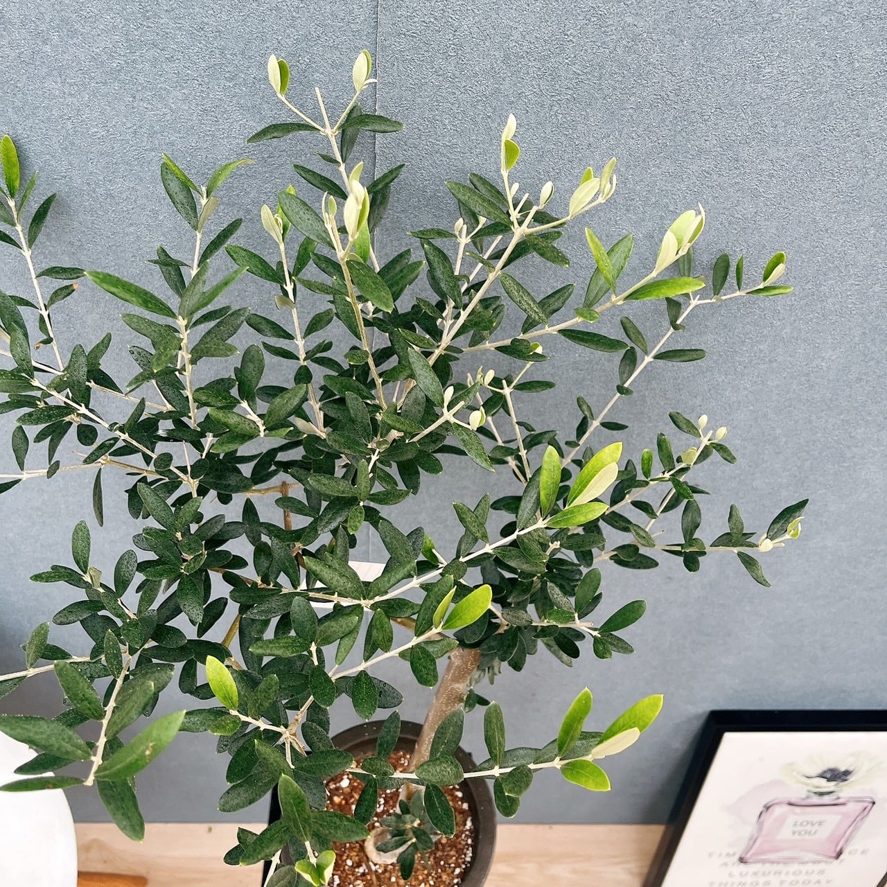 現品］☆初入荷☆ 29番 創樹 オリーブ コレッジョラ 6号 観葉植物