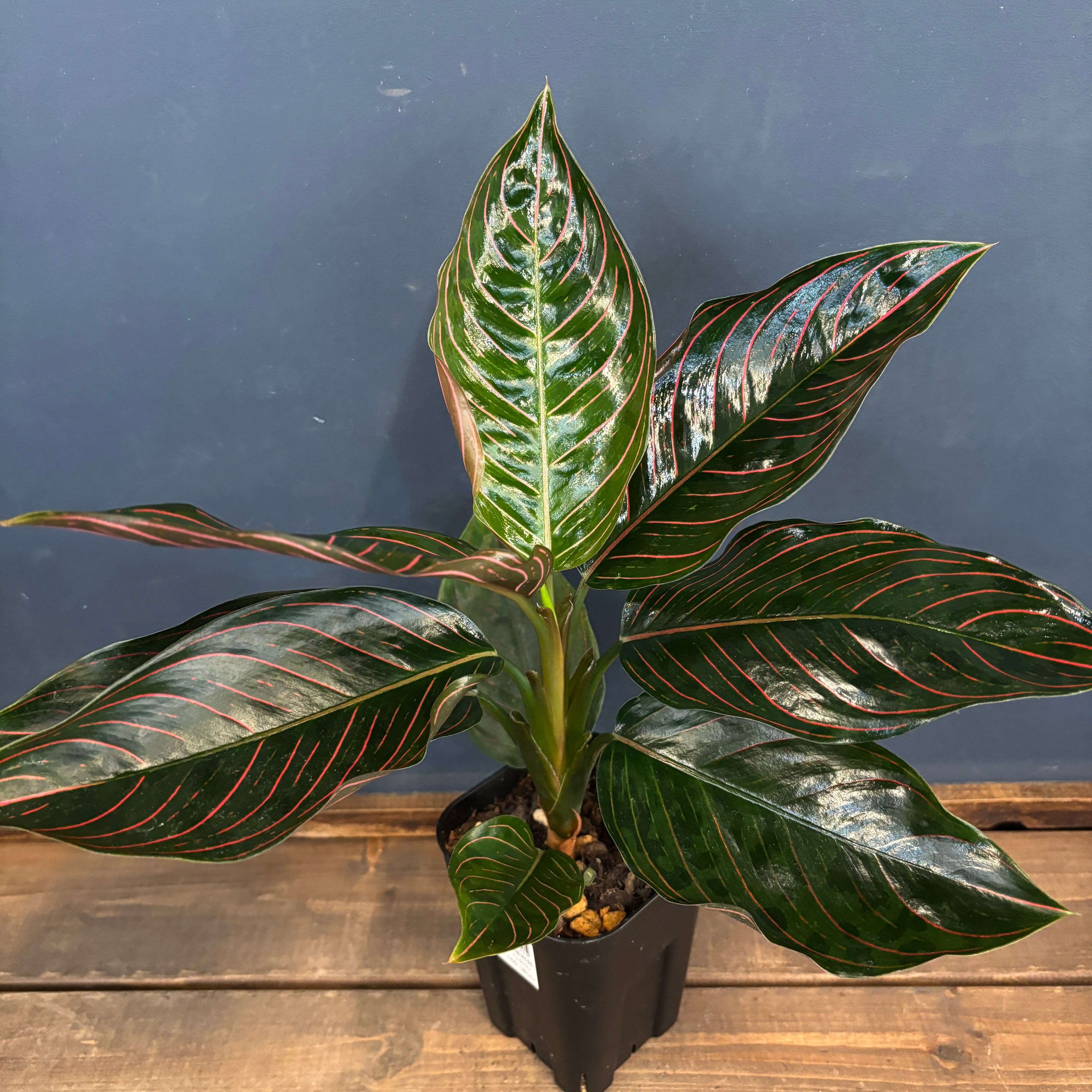 アガベ ペルシアンドワーフ アガベ チタノタ ペルシアンドワーフ イラン産 子株1 - 観葉植物・生花