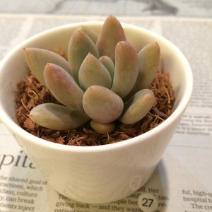 多肉植物 エケベリア フルタ　Echeveria Fruta NO.27