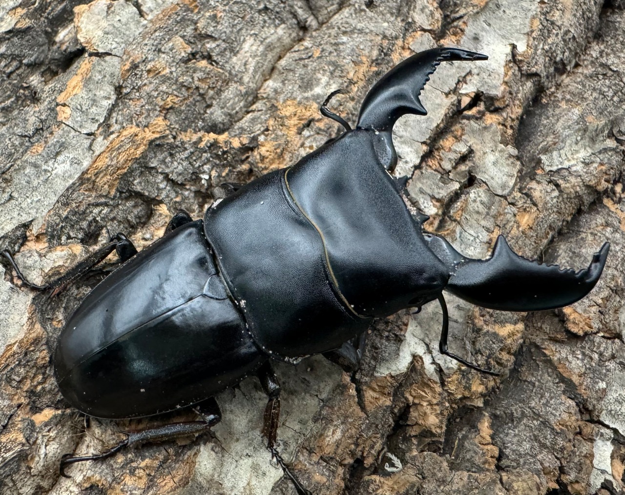 【WD】《スマトラオオヒラタ アチェ産 79mm ペア》