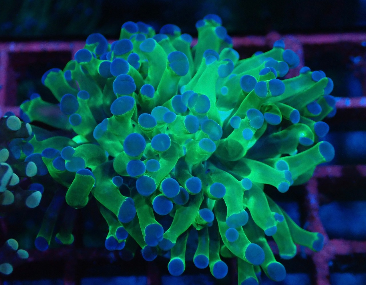【現地買付】ParaDivisa ClearGreen 5
