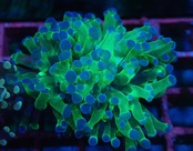 【現地買付】ParaDivisa ClearGreen 5