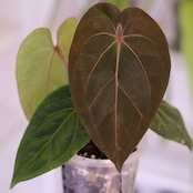 アンスリウム・キングオブスペード × ミシェル②│Anthurium King of Spades × Anthurium Michell