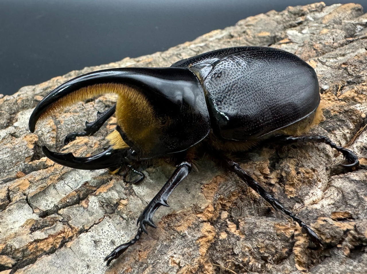 即ブリ《サタンオオカブト 79.5mm ペア》