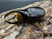 即ブリ《サタンオオカブト 79.5mm ペア》