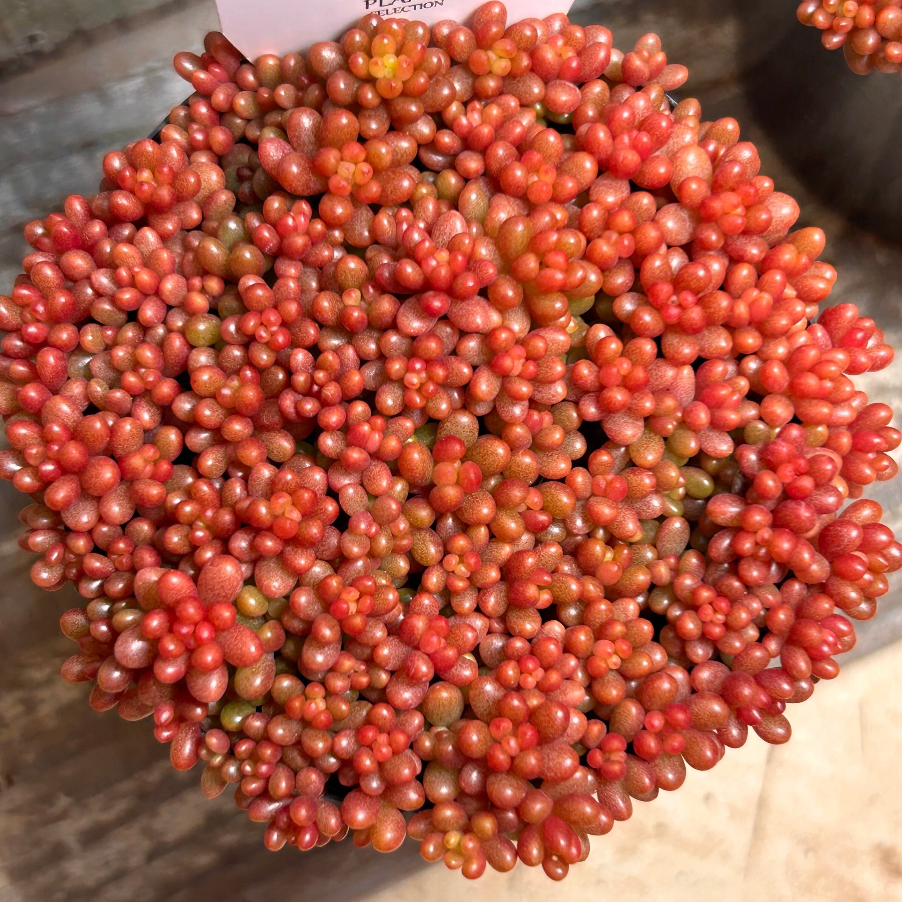 943692ee8f5ff1cce386828e55b777