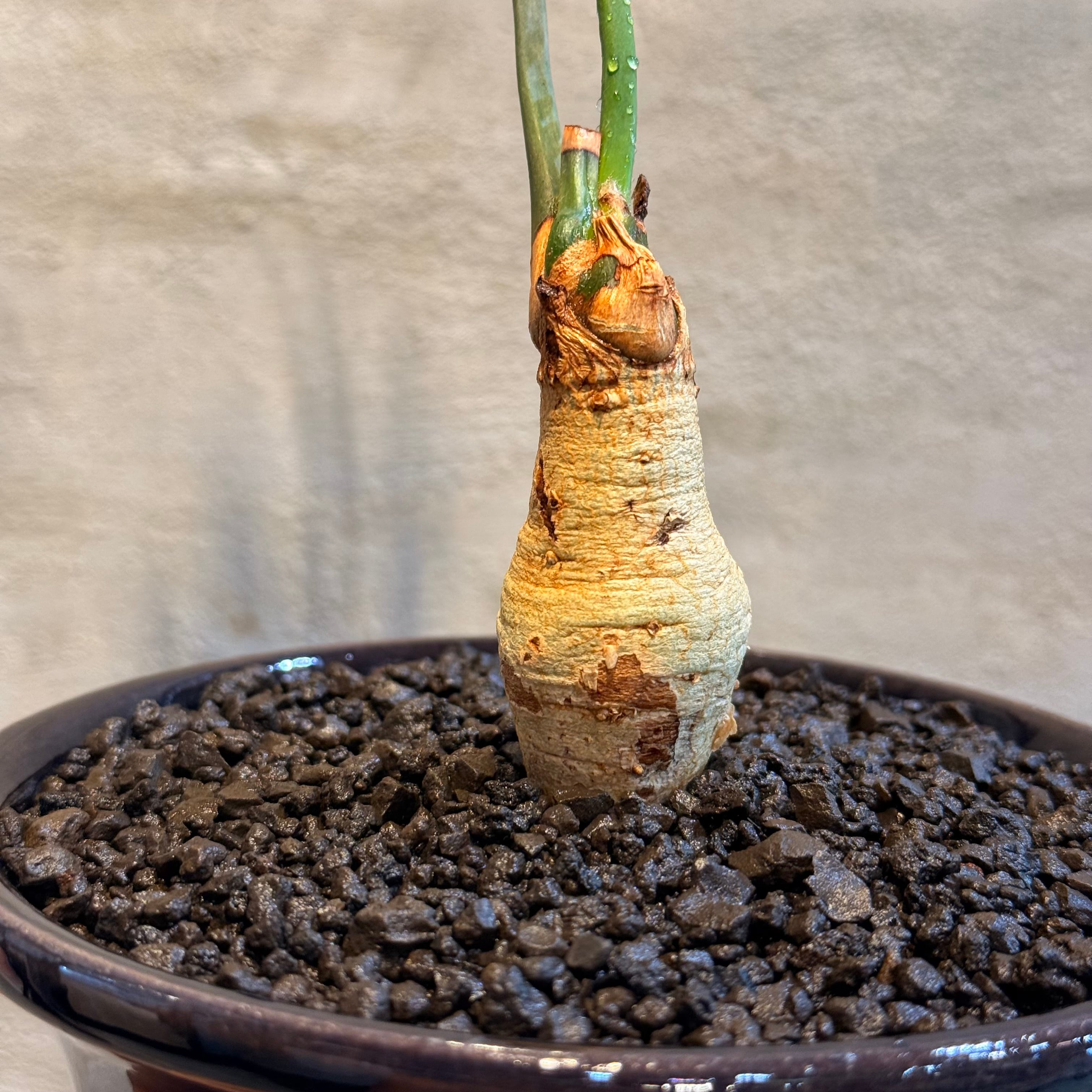 植物】エンセファラルトス レーマニー ×ARCHネームポット