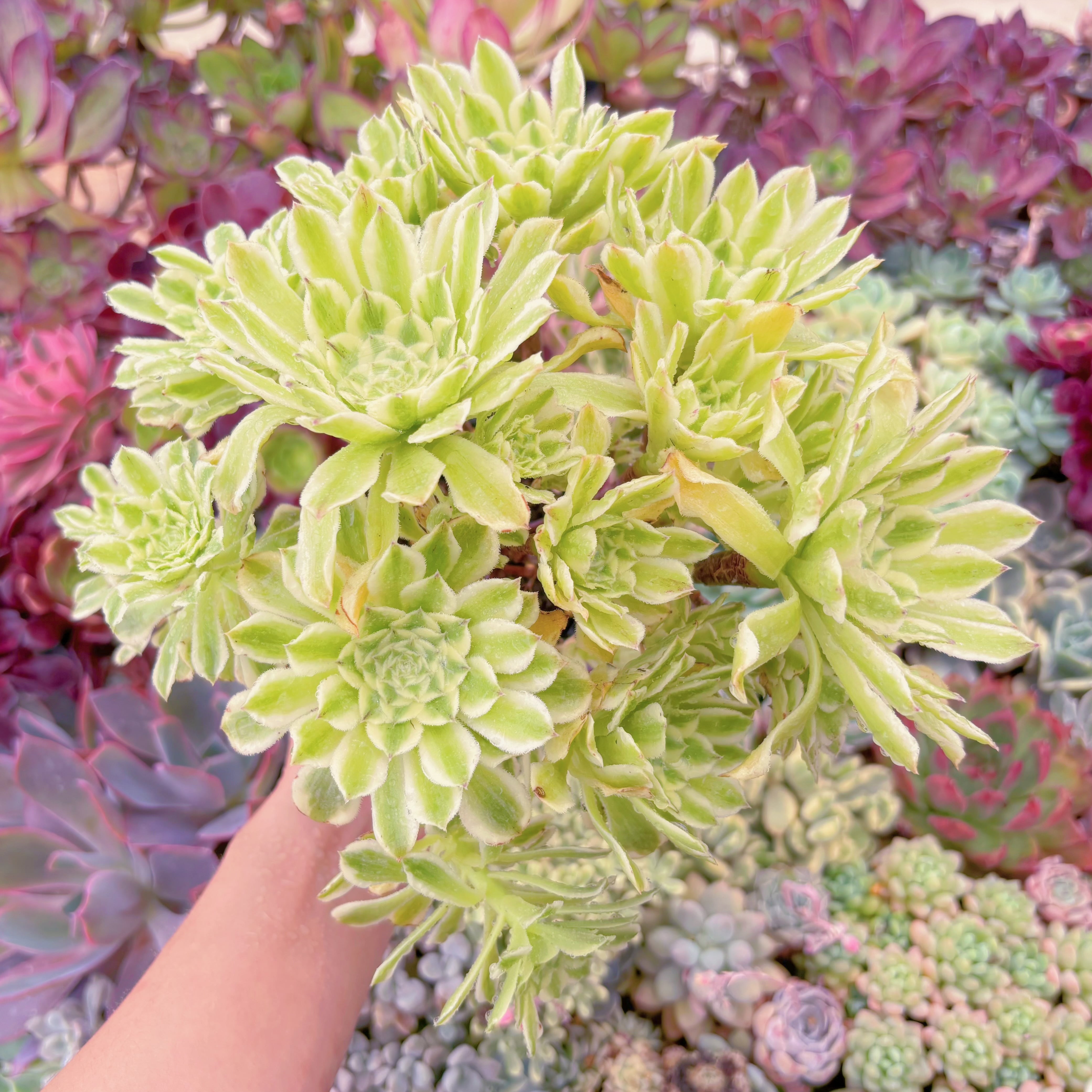 現品　富士錦#863　特大群生　るる農園