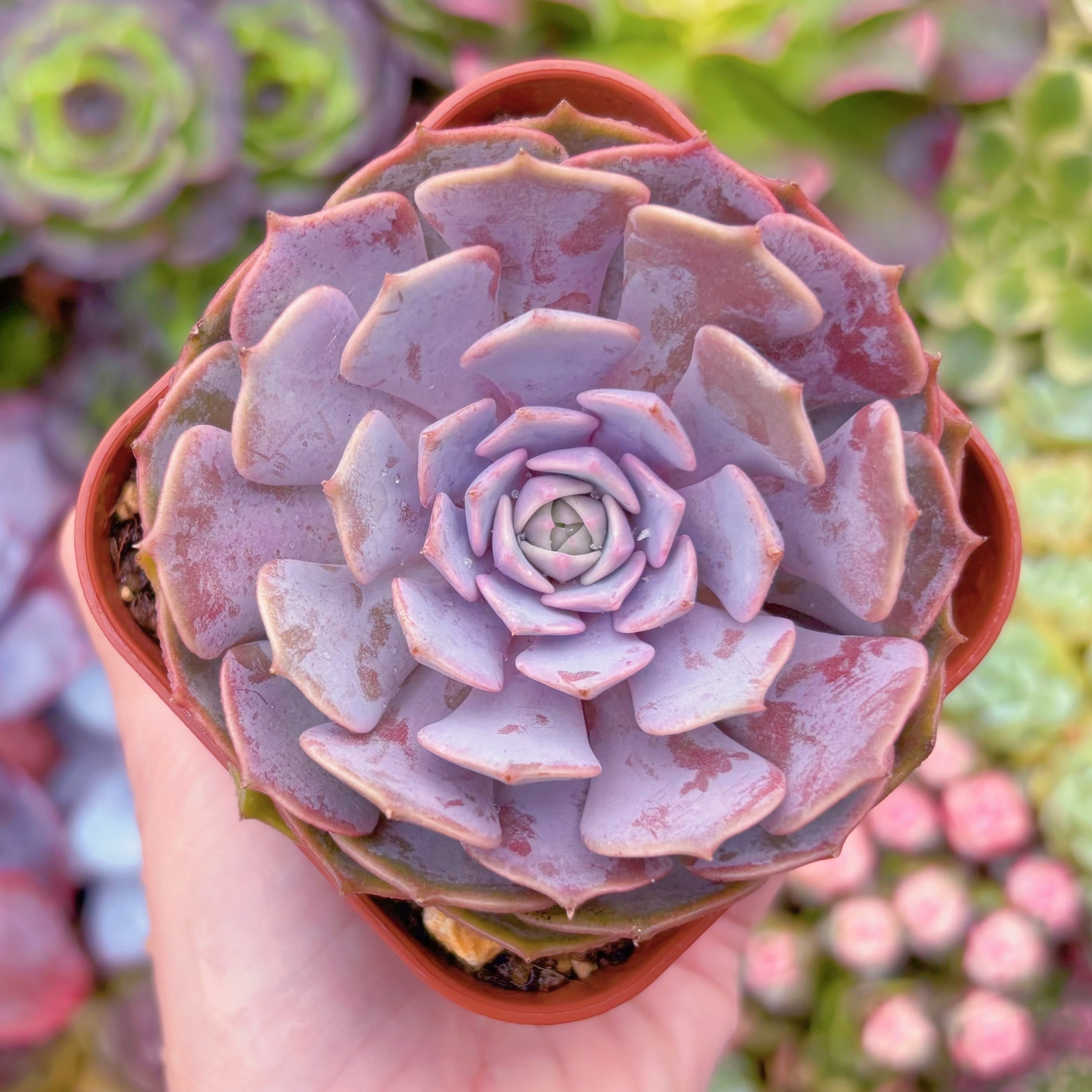 現品　ピンクローラ#F249　るる農園