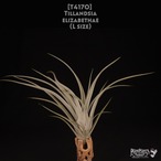 【送料無料】elizabethae花芽付き〔エアプランツ〕現品発送T4170