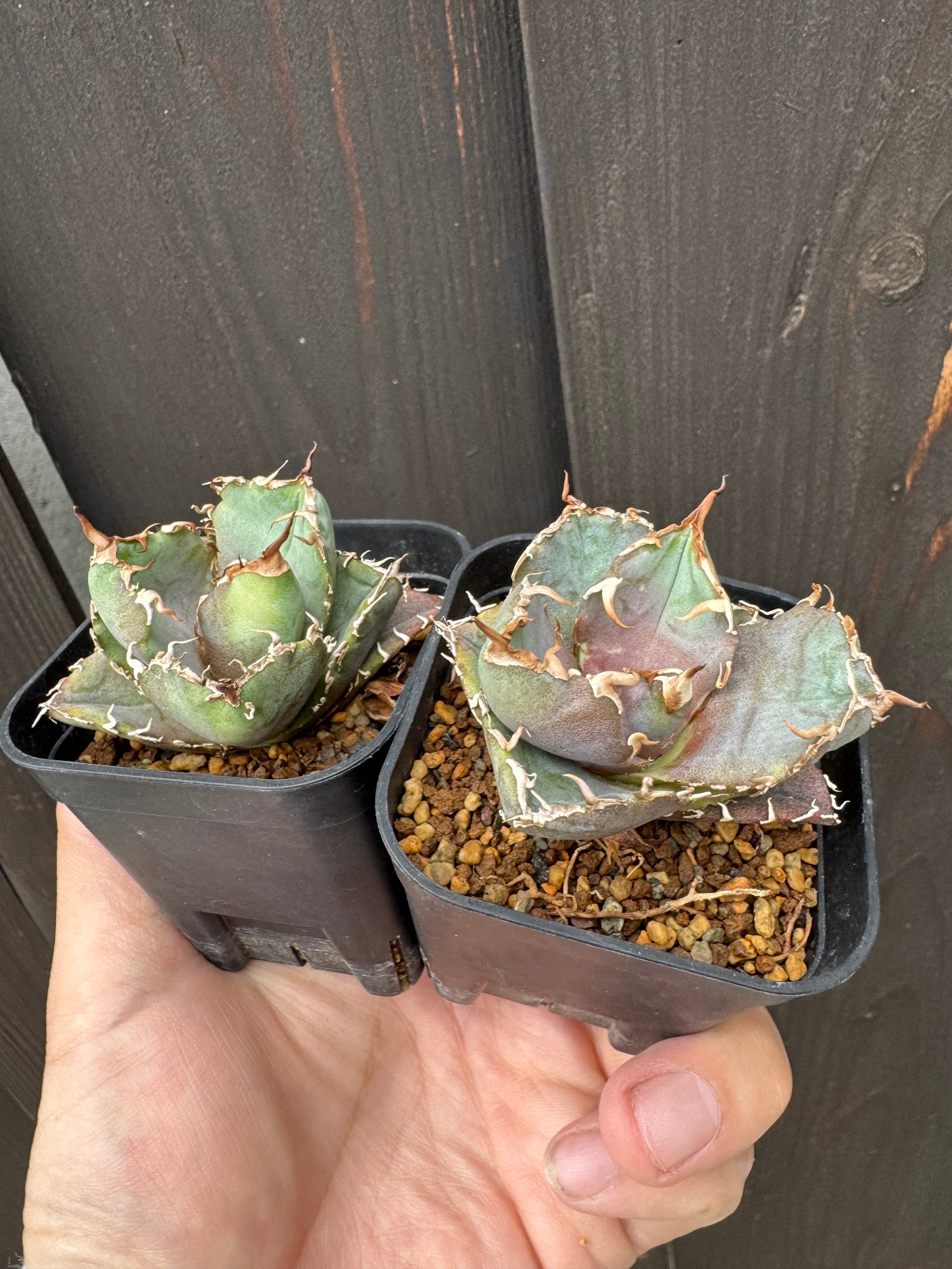 新着】Agave titanota【最高の国内TC苗/1点をランダム配送】アガベ