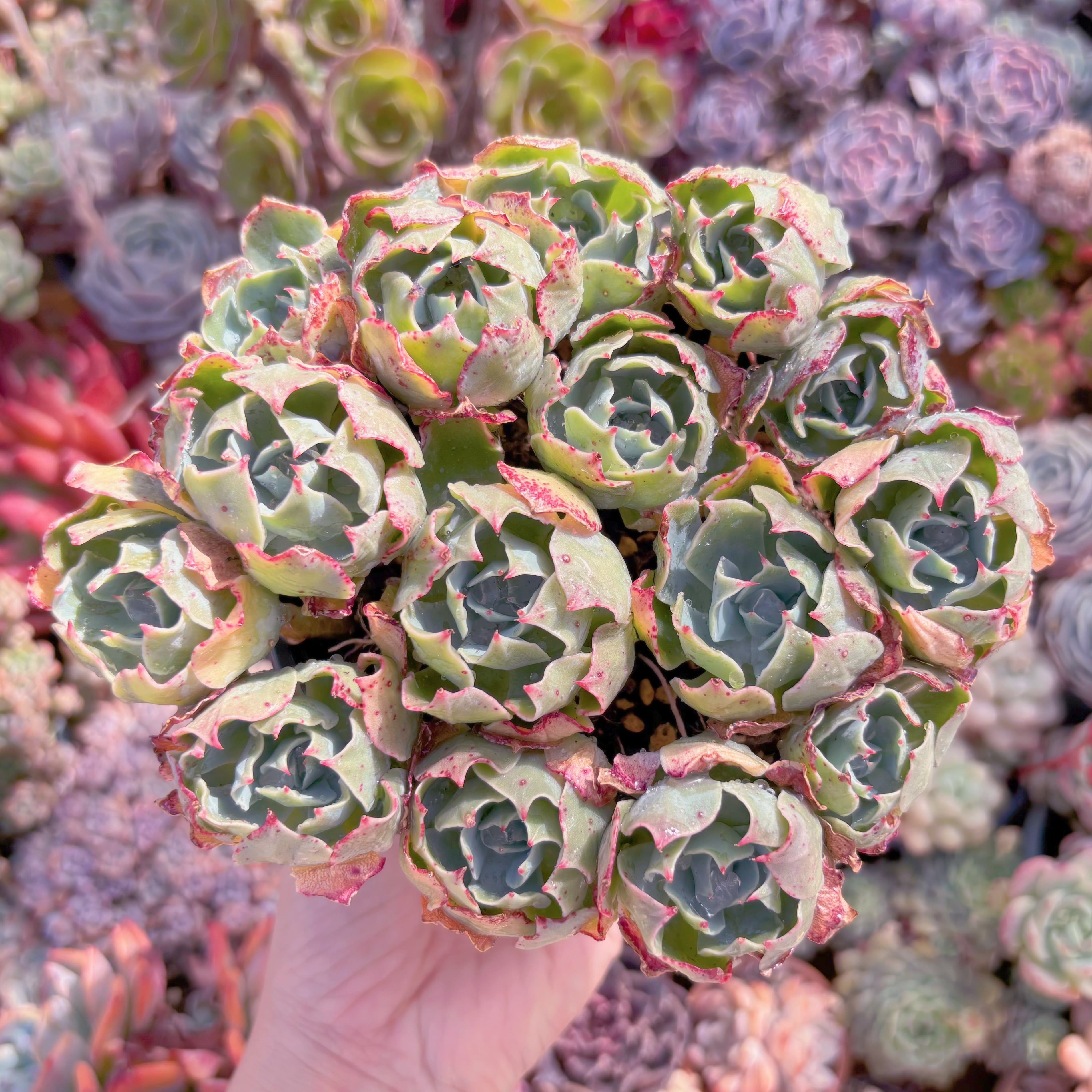 現品　Tsunami#640　新入荷　特大群生    るる農園