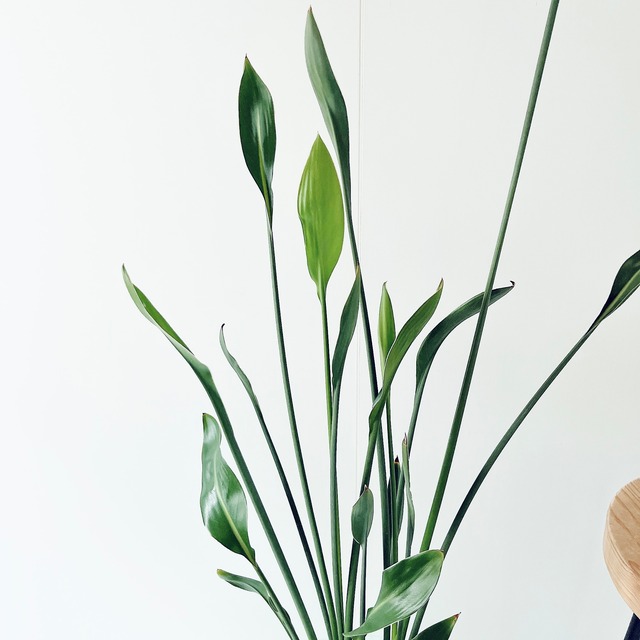 ストレリチア ノンリーフ ユンケア 陶器鉢仕立て【Premium Plants】