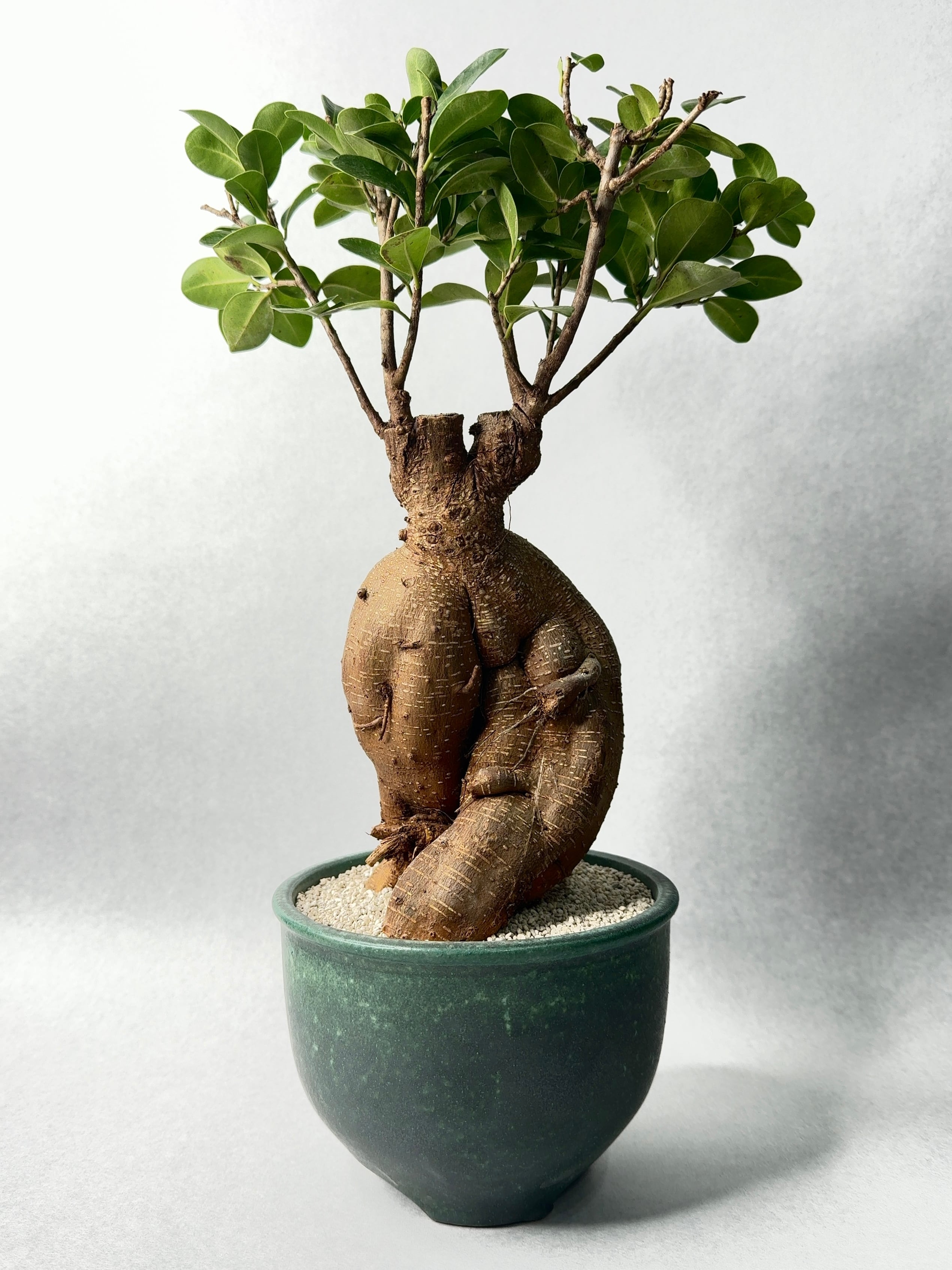 【 INDIVIDUALITY 】品種