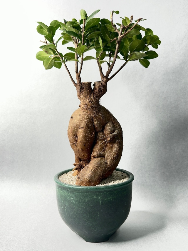 【 INDIVIDUALITY 】品種