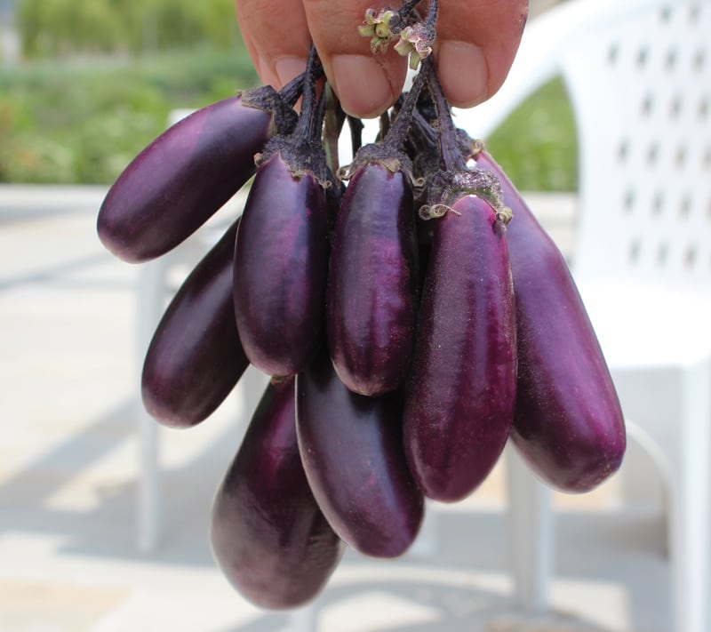 ナス | みらいのたね EnYuKan