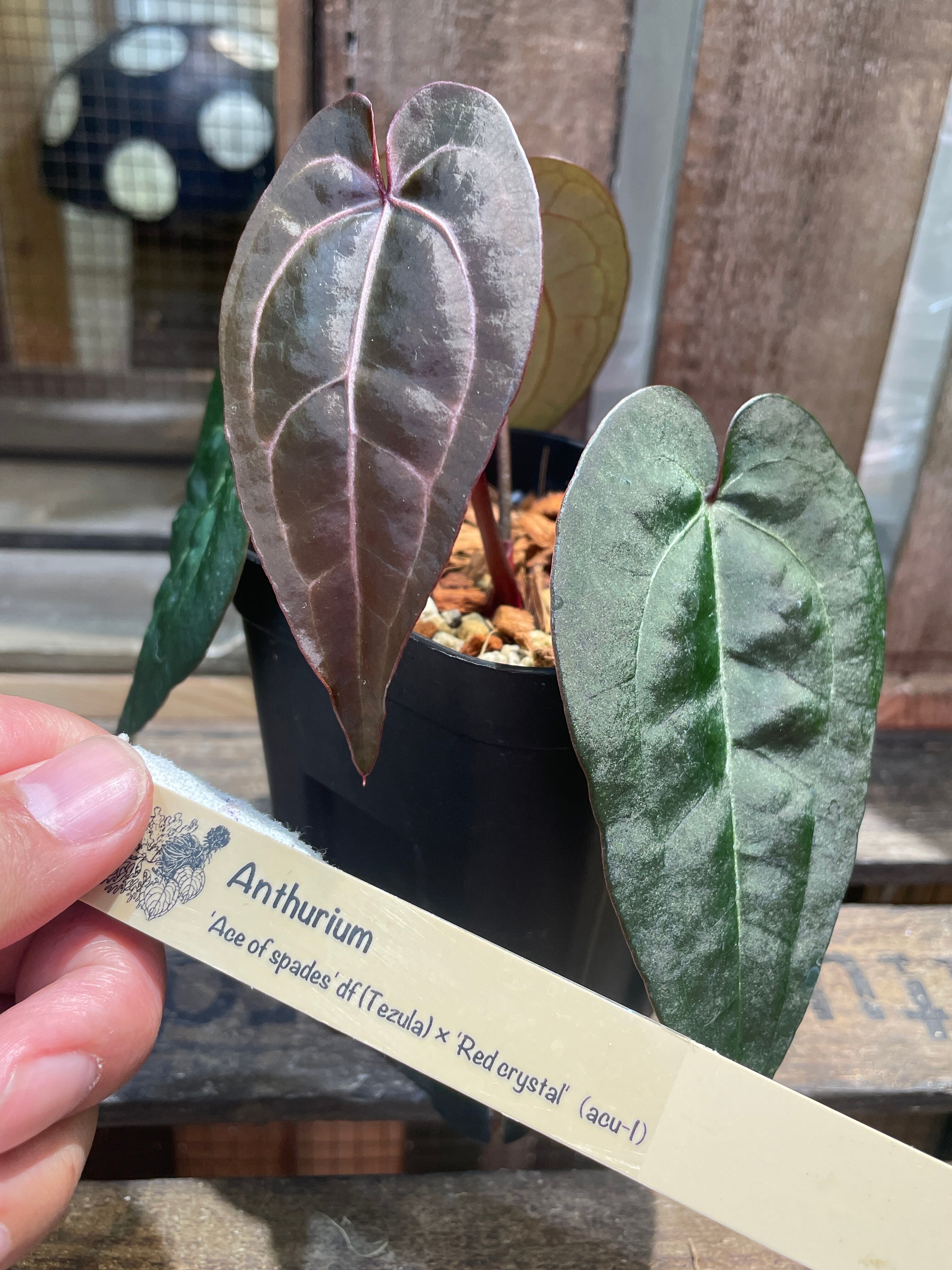 和*様 アンスリウム　AOS x FS アンスリウム AOS×マグニフィカム 3.5号ロング 個体A(現品