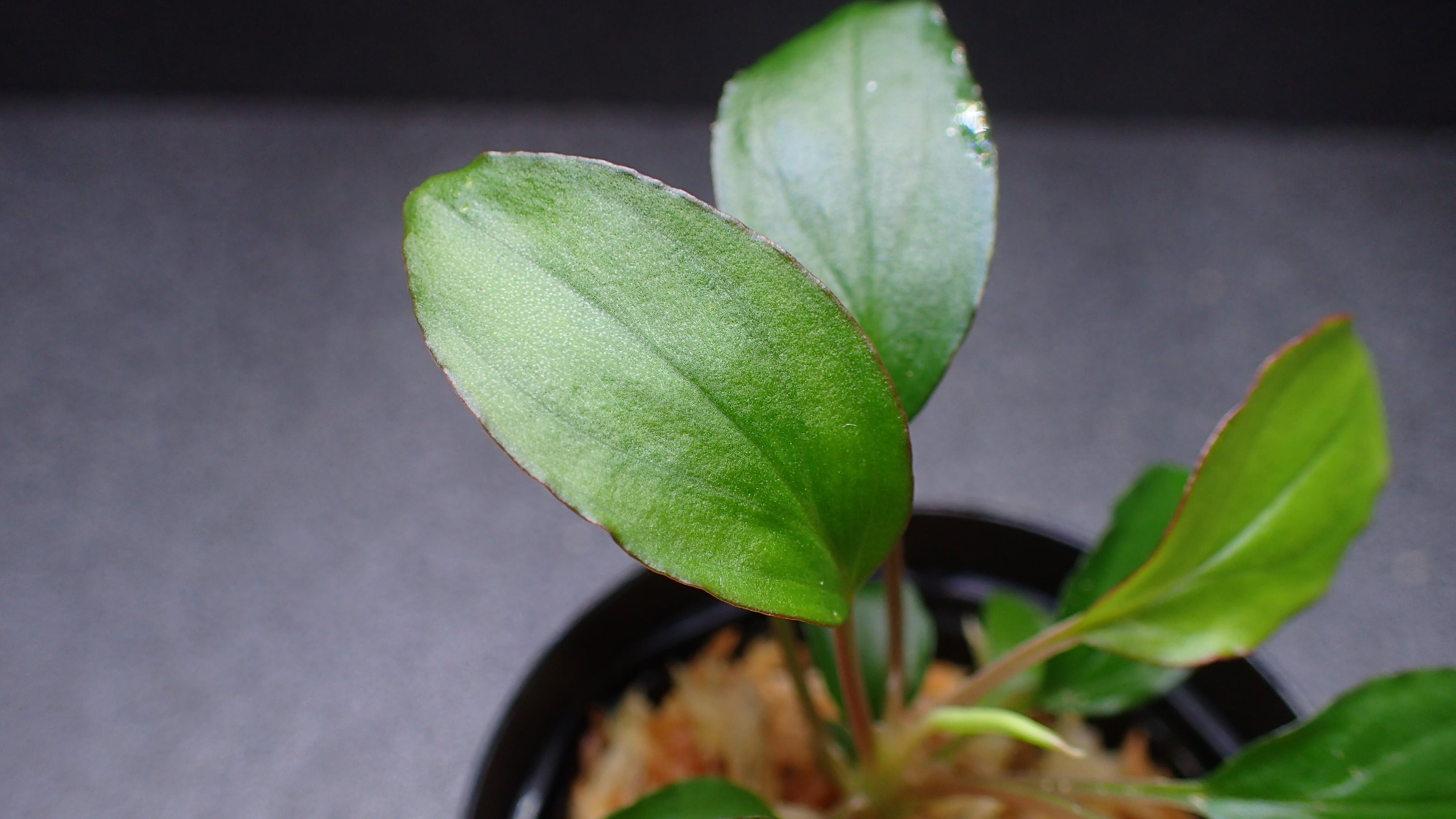 Homalomena sp Mahakam hulu Kalimantan timur 1株 | 熱帯植物 水草
