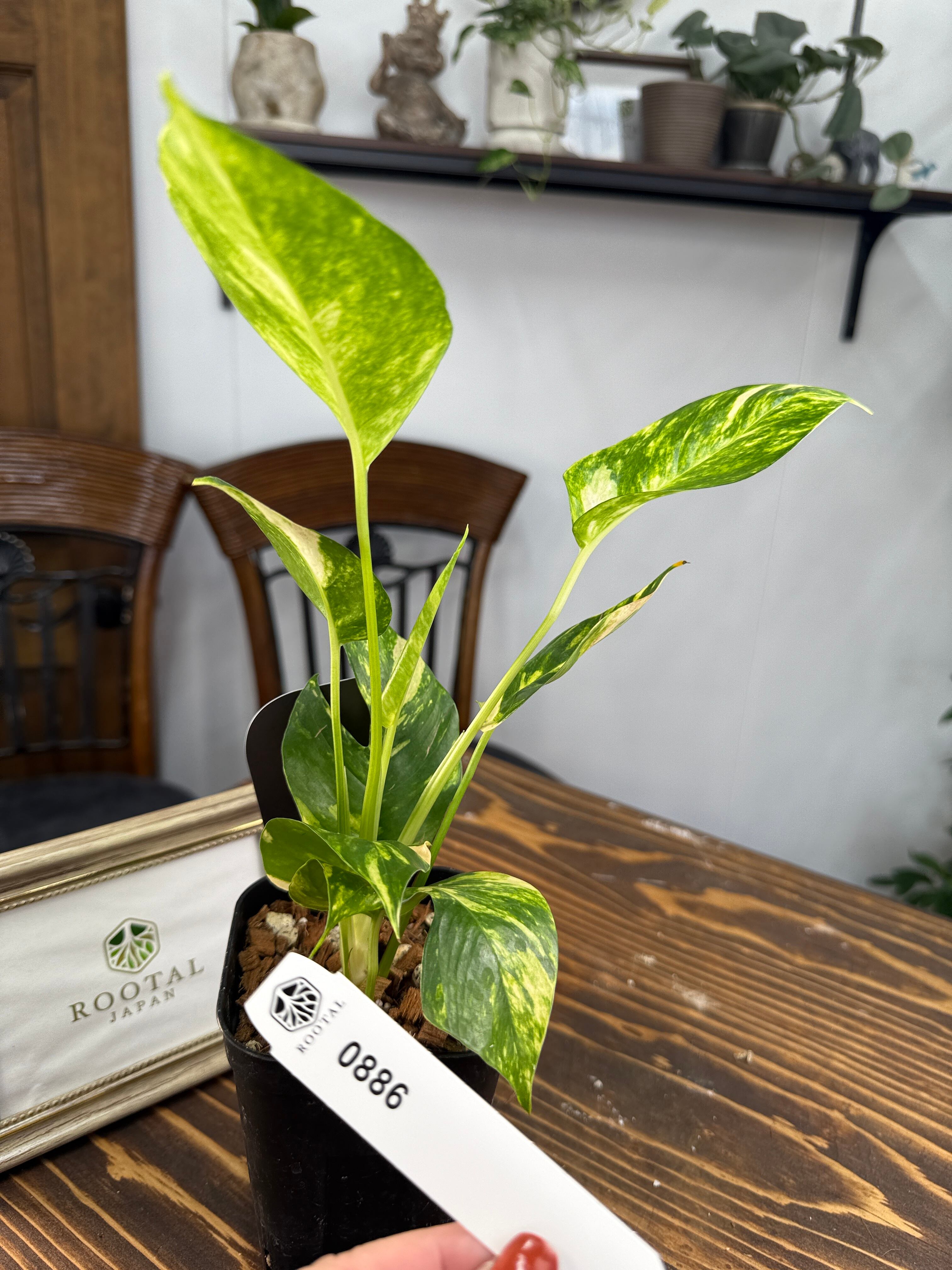 ★886【やさしい煌めき】エピプレムナム アマゾンゴールド(9㎝ロング硬質ポット)