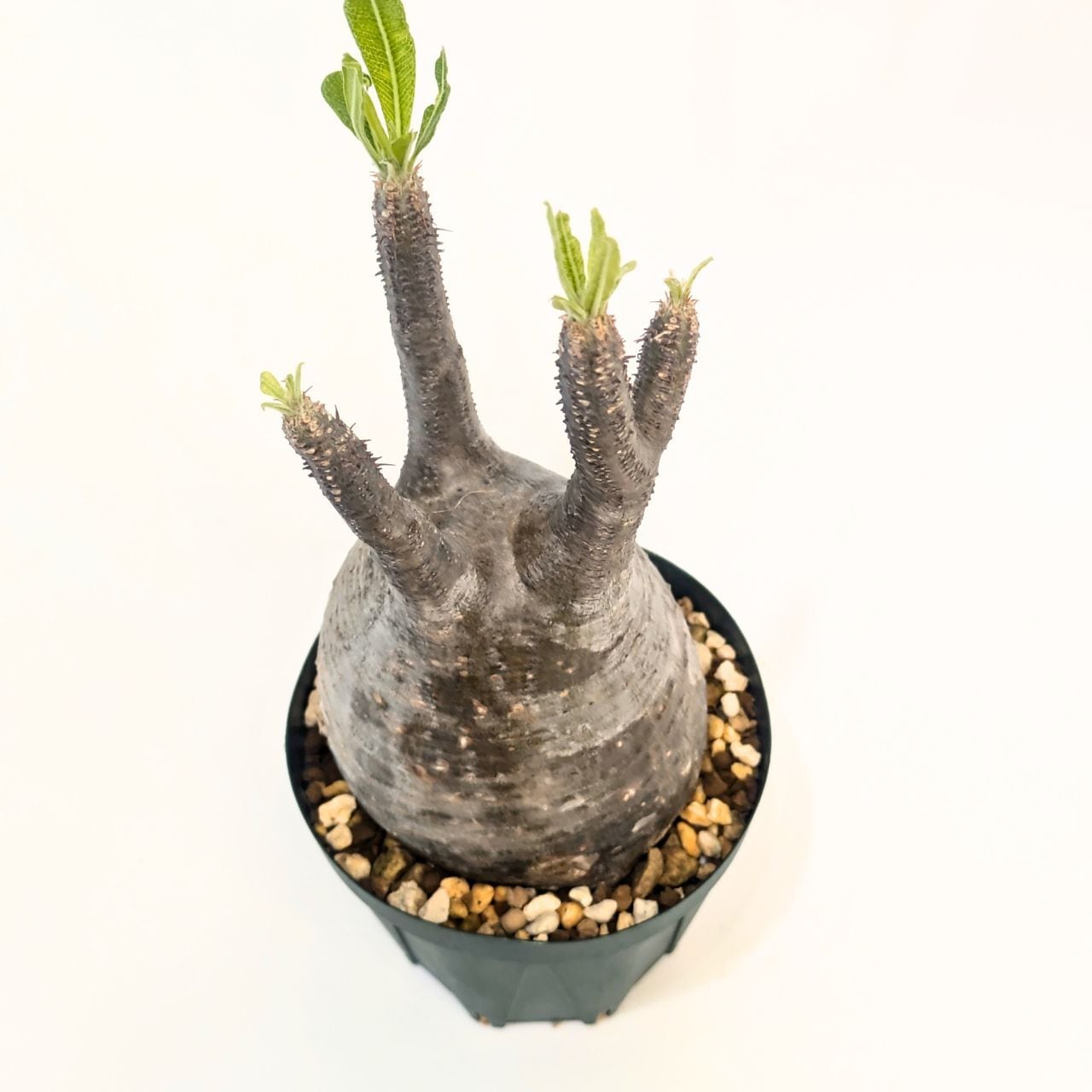 パキポディウム ロスラーツム グラキリス Pachypodium rosulatum var