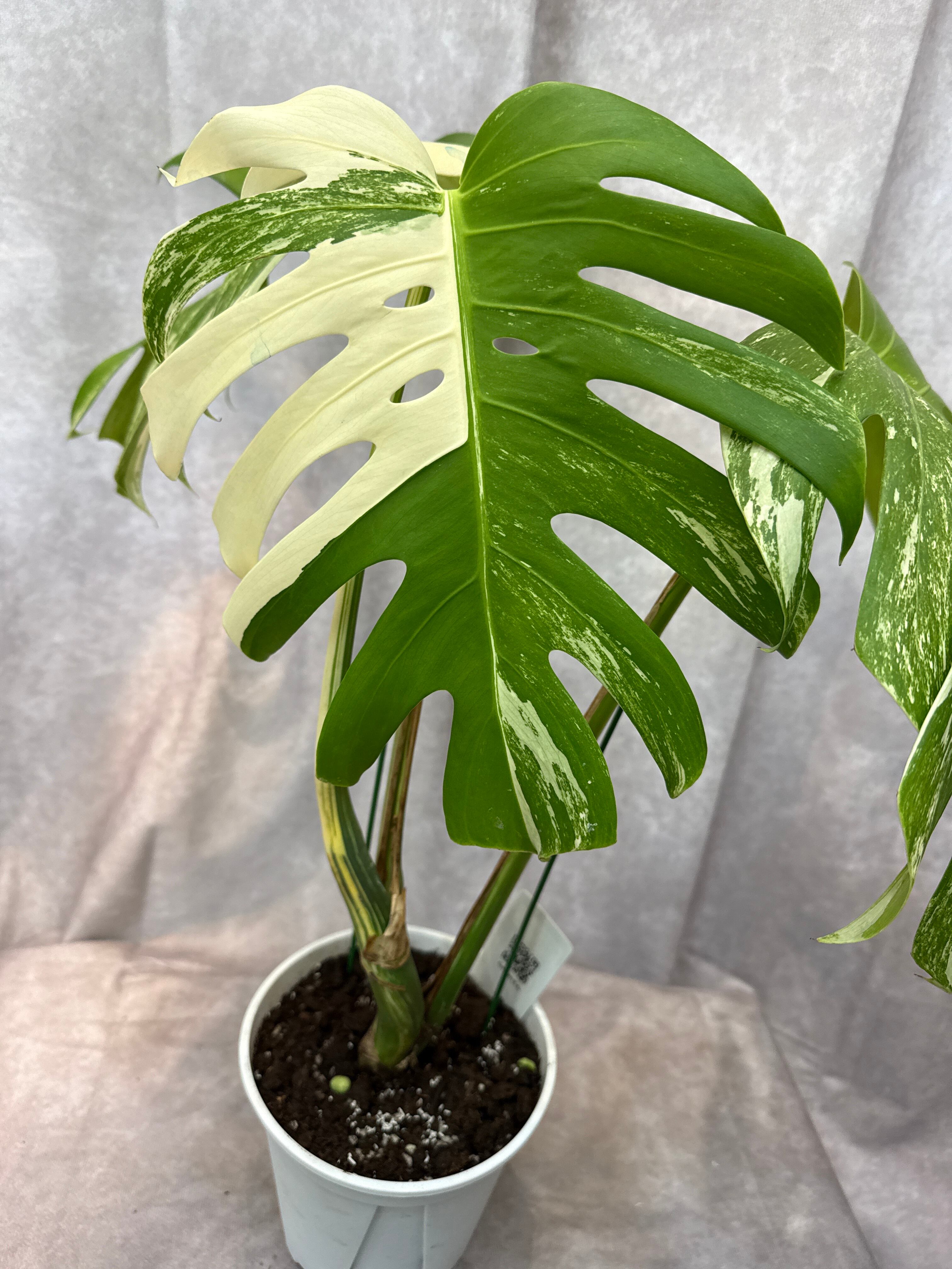 希少 モンステラ D. 'mint siam' | Gardenえん 【観葉熱帯植物】