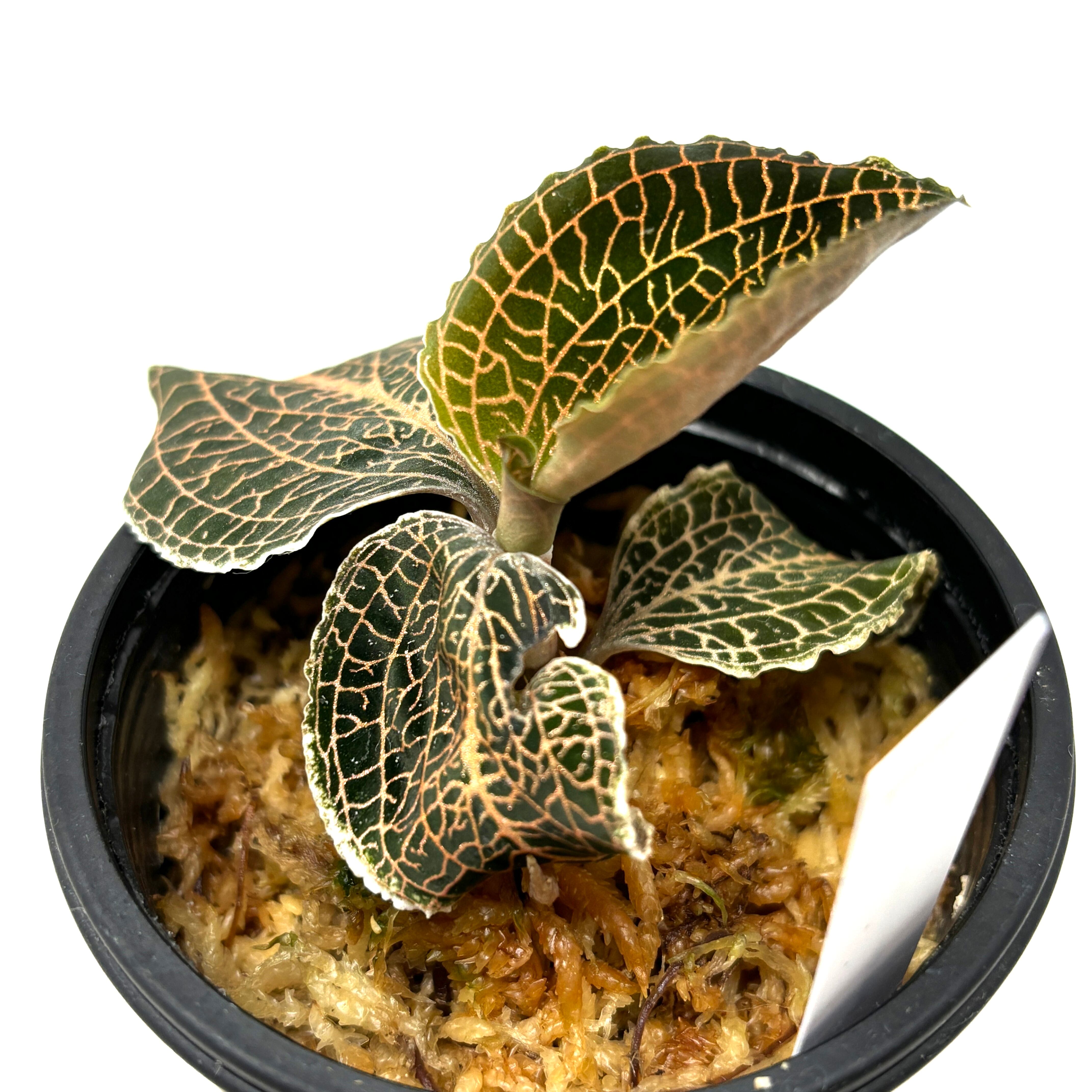 ギルド結成！ コッコロ SP ギルド結成！ コッコロ SP カード検索 ｜ Z/X - Zillions of