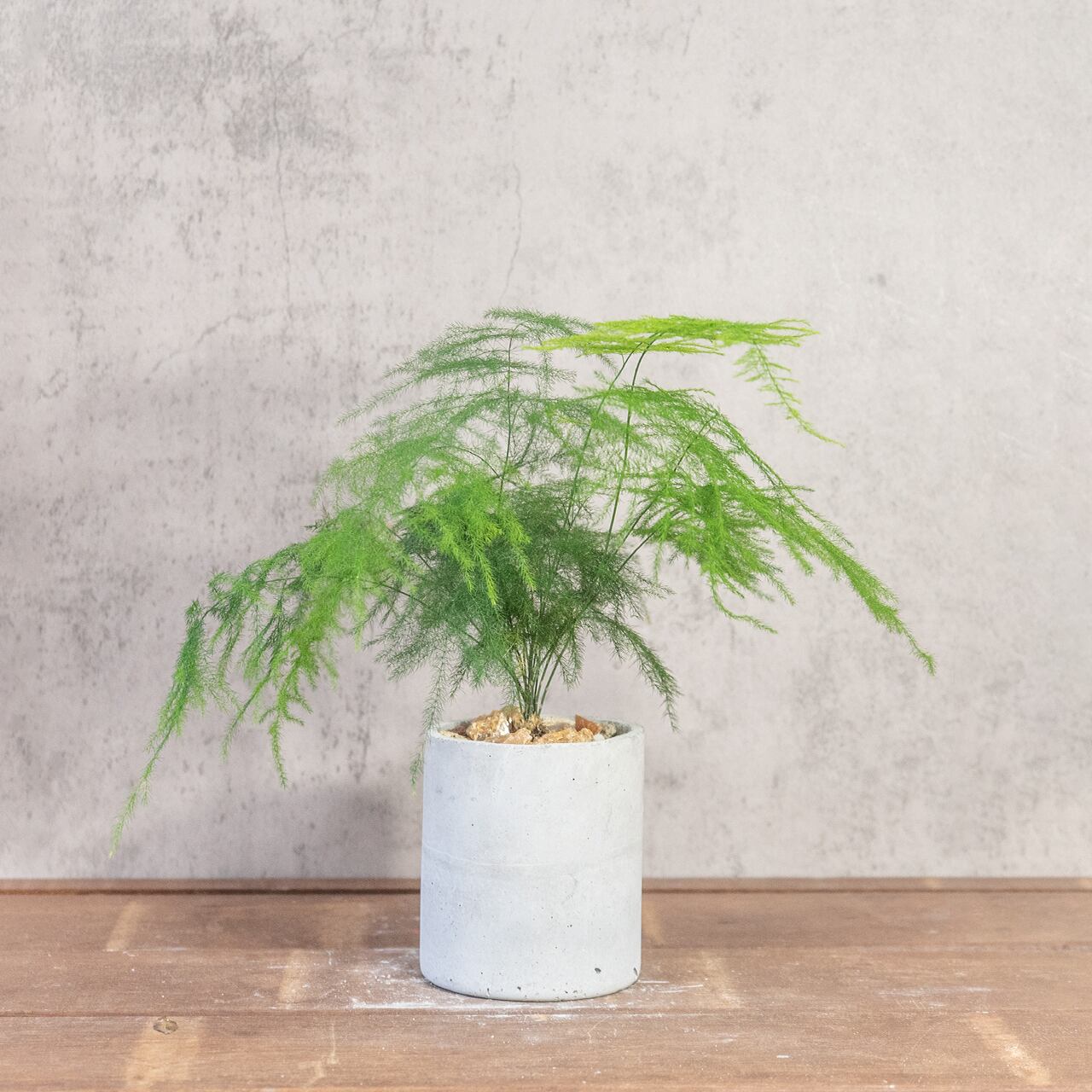 ユーカリ・ポポラス｜しなやかな曲がり枝が美しいモダン盆栽仕立て【手づくりモルタル鉢】