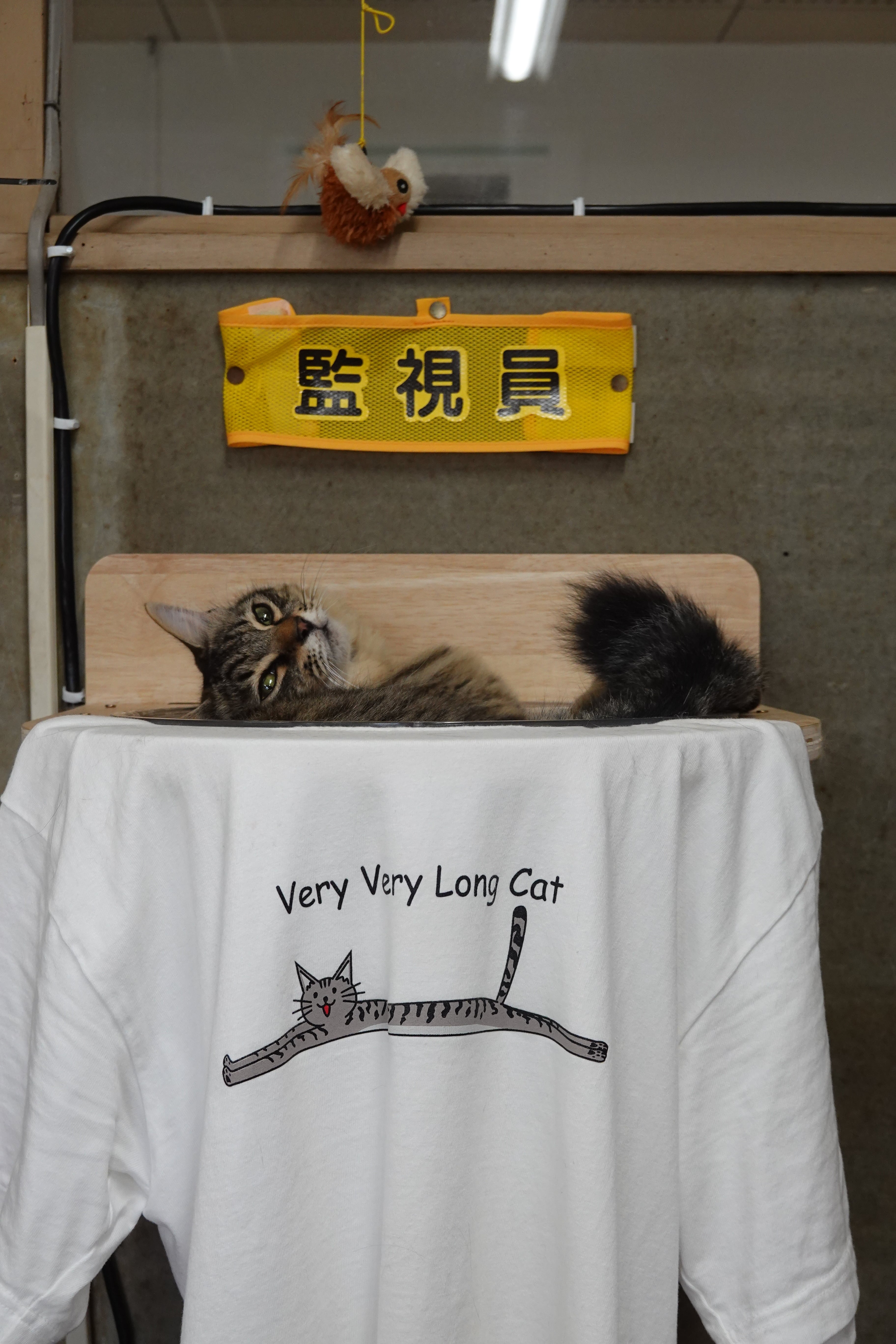 Very Very Long Cat