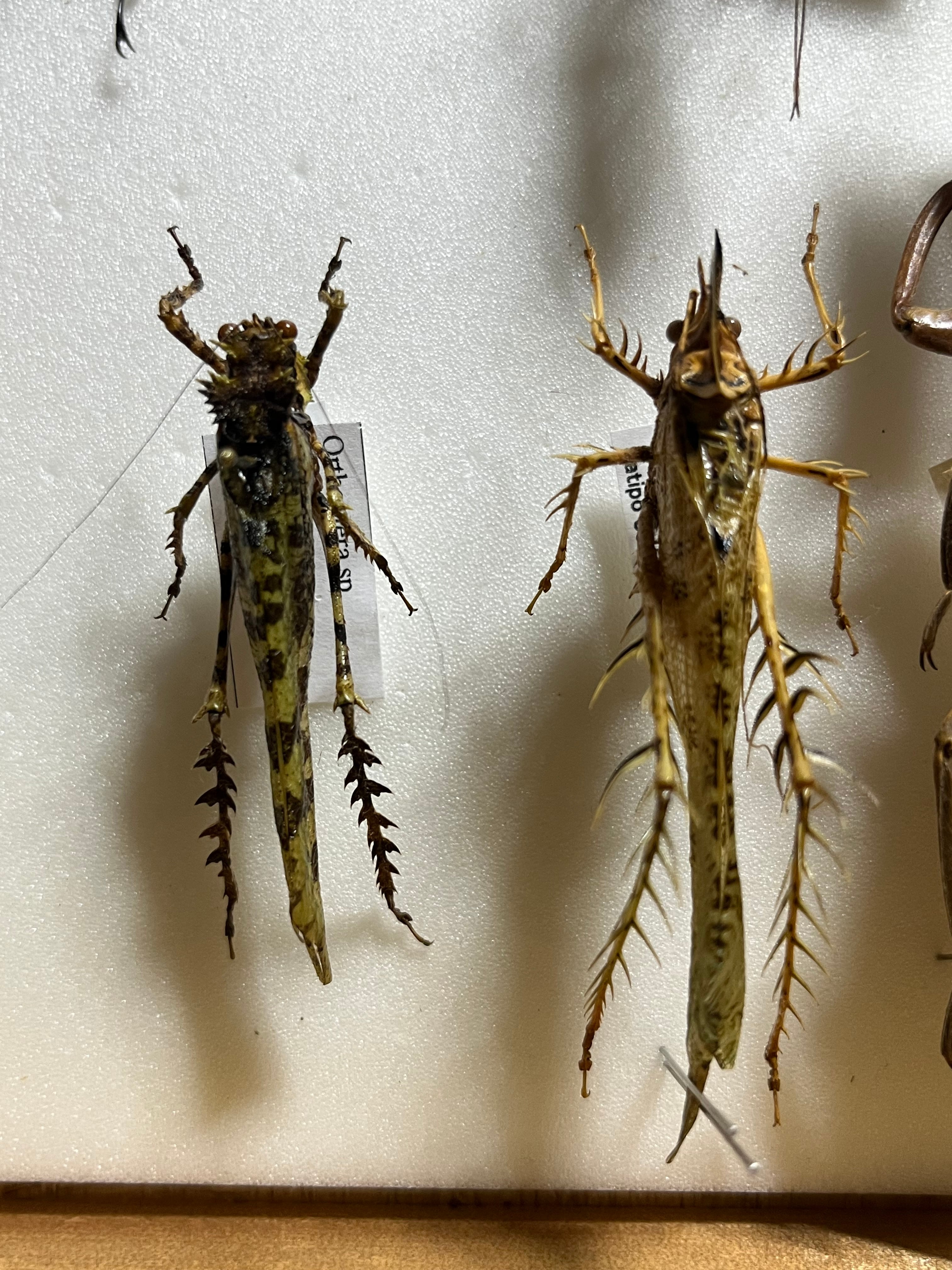 【54mm】サルオガセギスに酷似のOrthoptera sp.キリギリス バッタ 54mm】サルオガセギスに酷似のOrthoptera sp.キリギリス バッタ