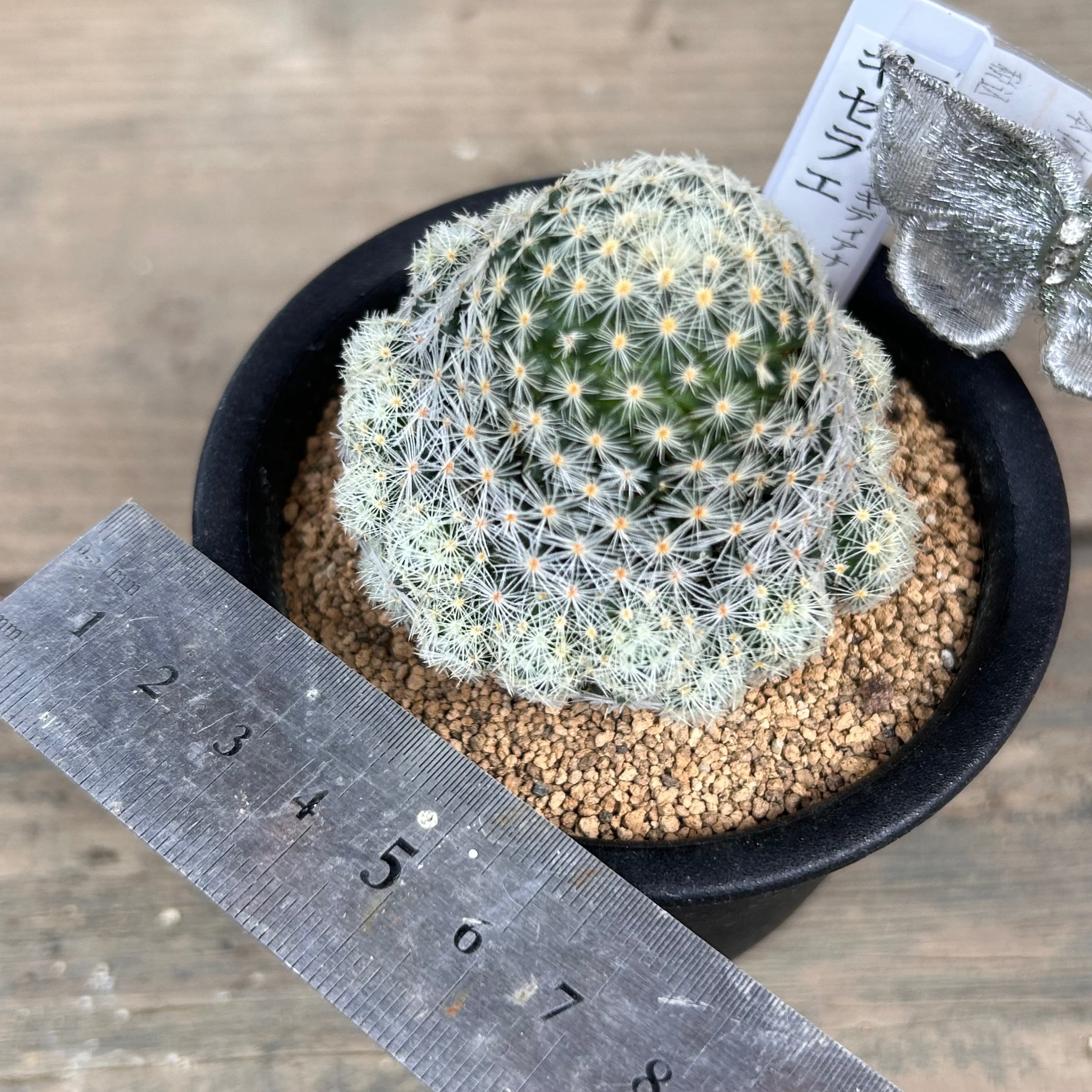 【美品】SABBATICAL GILA /ギリア 楽天市場】【送料無料 完全プロ仕様】長持ちコバルト仕様【ハサミ