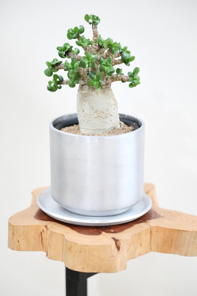 【S】【希少】アデニウム アラビカム 獅子葉/Adenium arabicum ※アルミポット付き