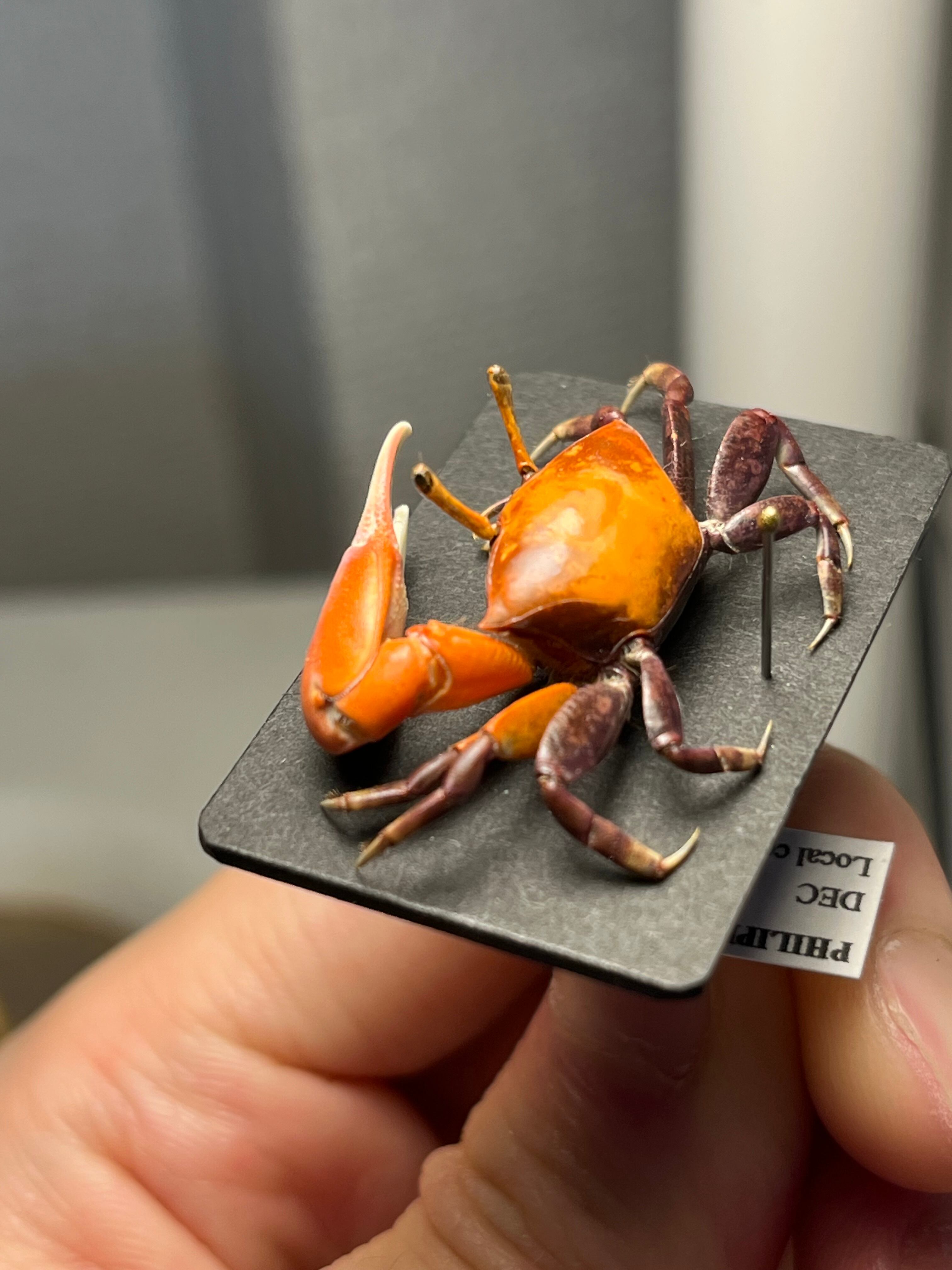 色残抜群】ベニシオマネキ かに カニ 蟹 ガニ シャコ エビ ロブスター