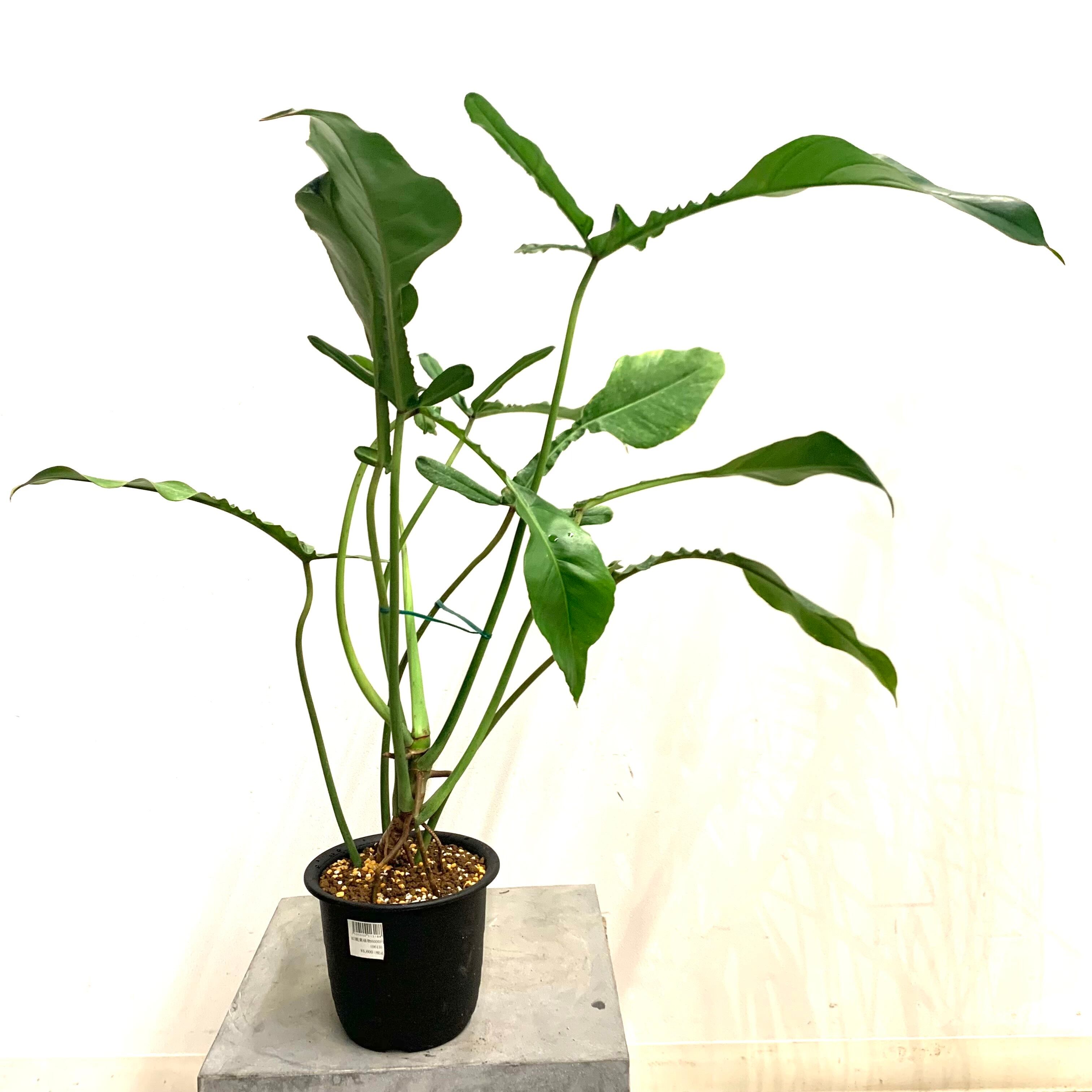 903 ジョーピー　Philodendron.'Joepii'6枚葉