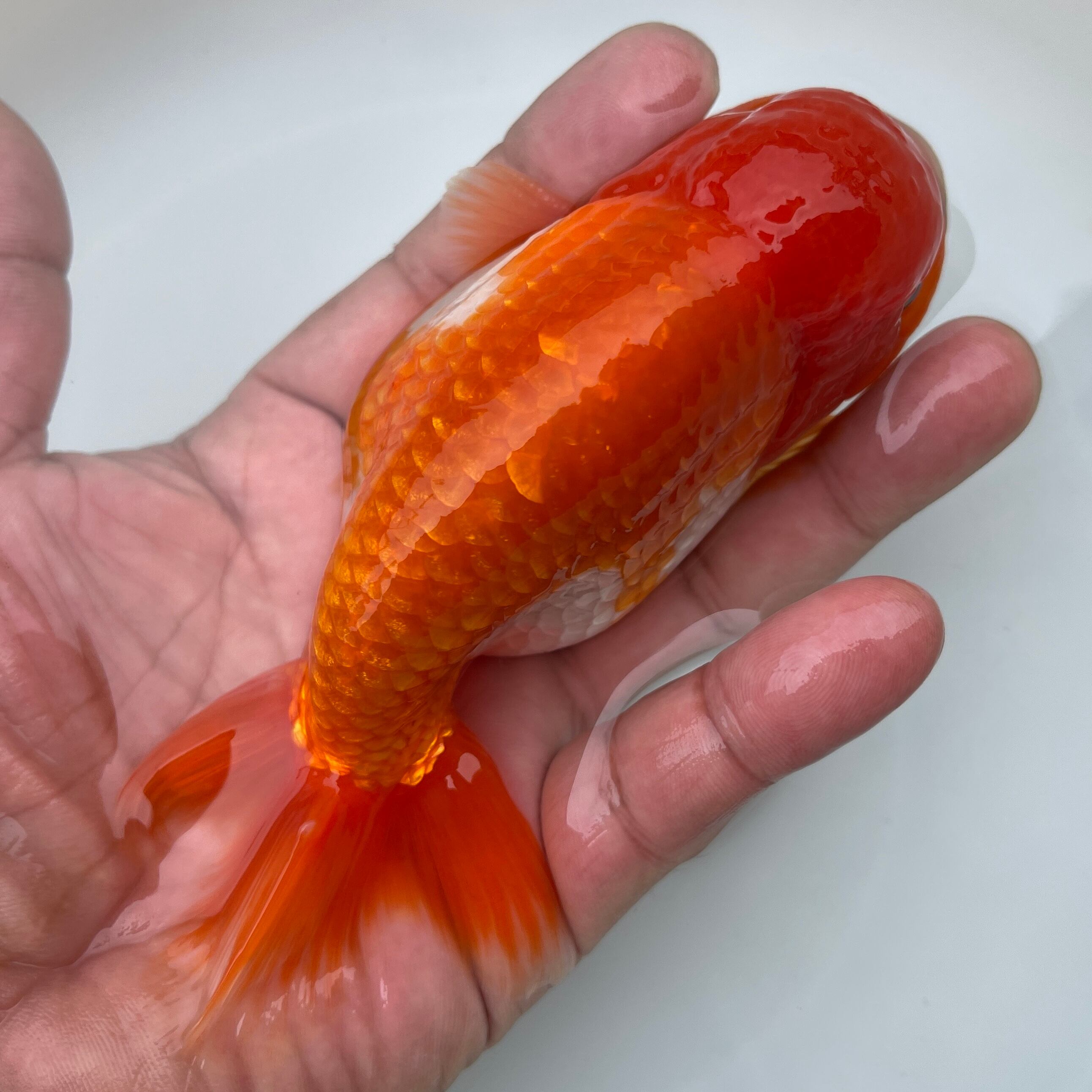 らんちゅう1 Clinicaenne Com Br