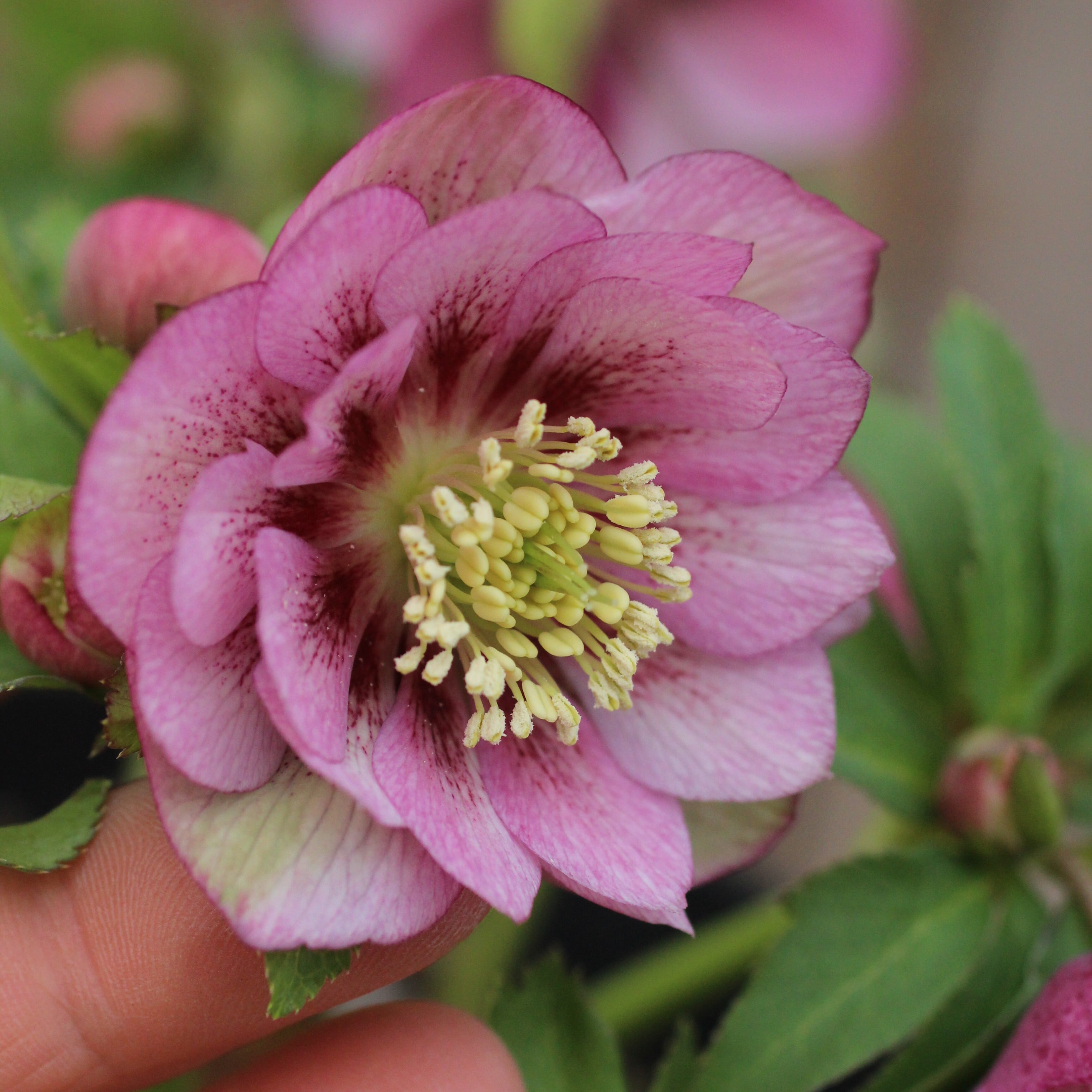 WS26-072 クリスマスローズ ウィンターシンフォニー ピンクフラッシュ