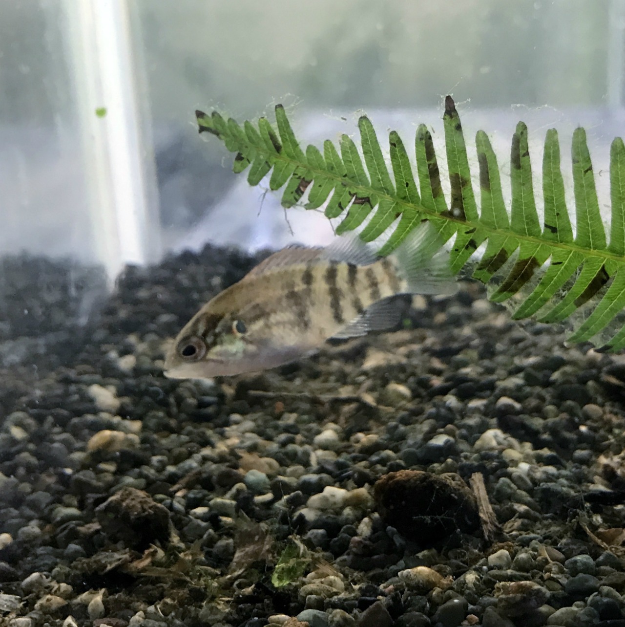 （淡水魚）オヤニラミ　2～4ｃｍ±（1匹）【生体】