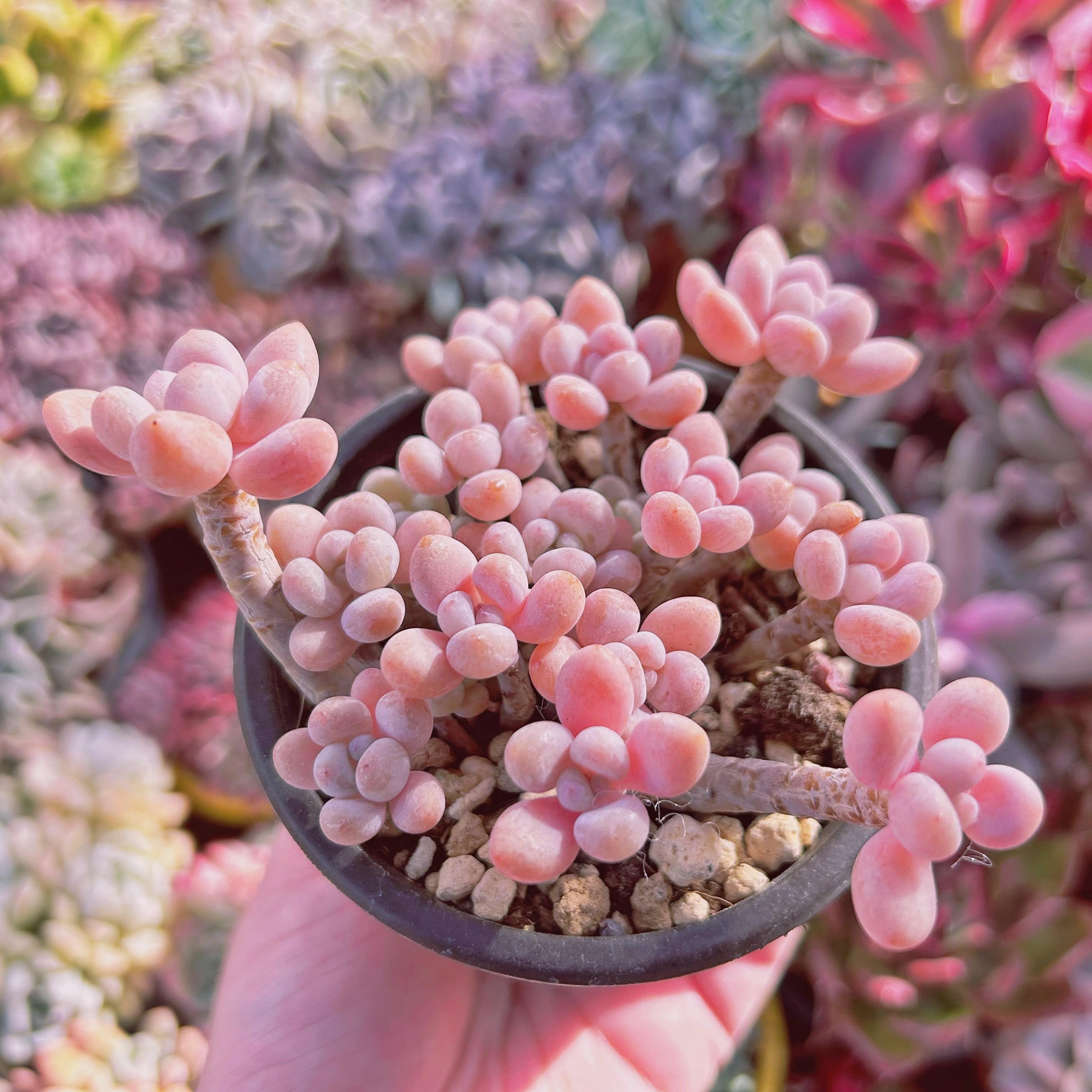 268現物 多肉植物 ストロベリーミルク | るる農園~多肉植物専門