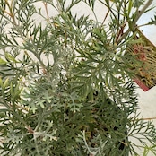 グレビレア　クリームパッション【900】