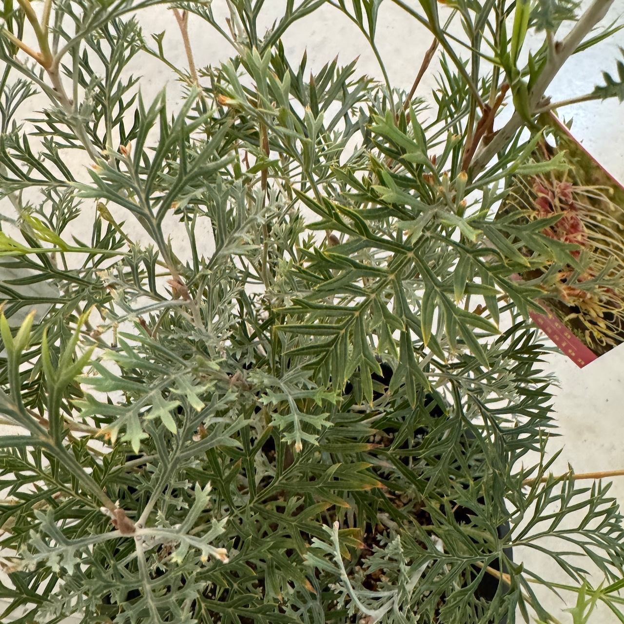 グレビレア クリームパッション【900】