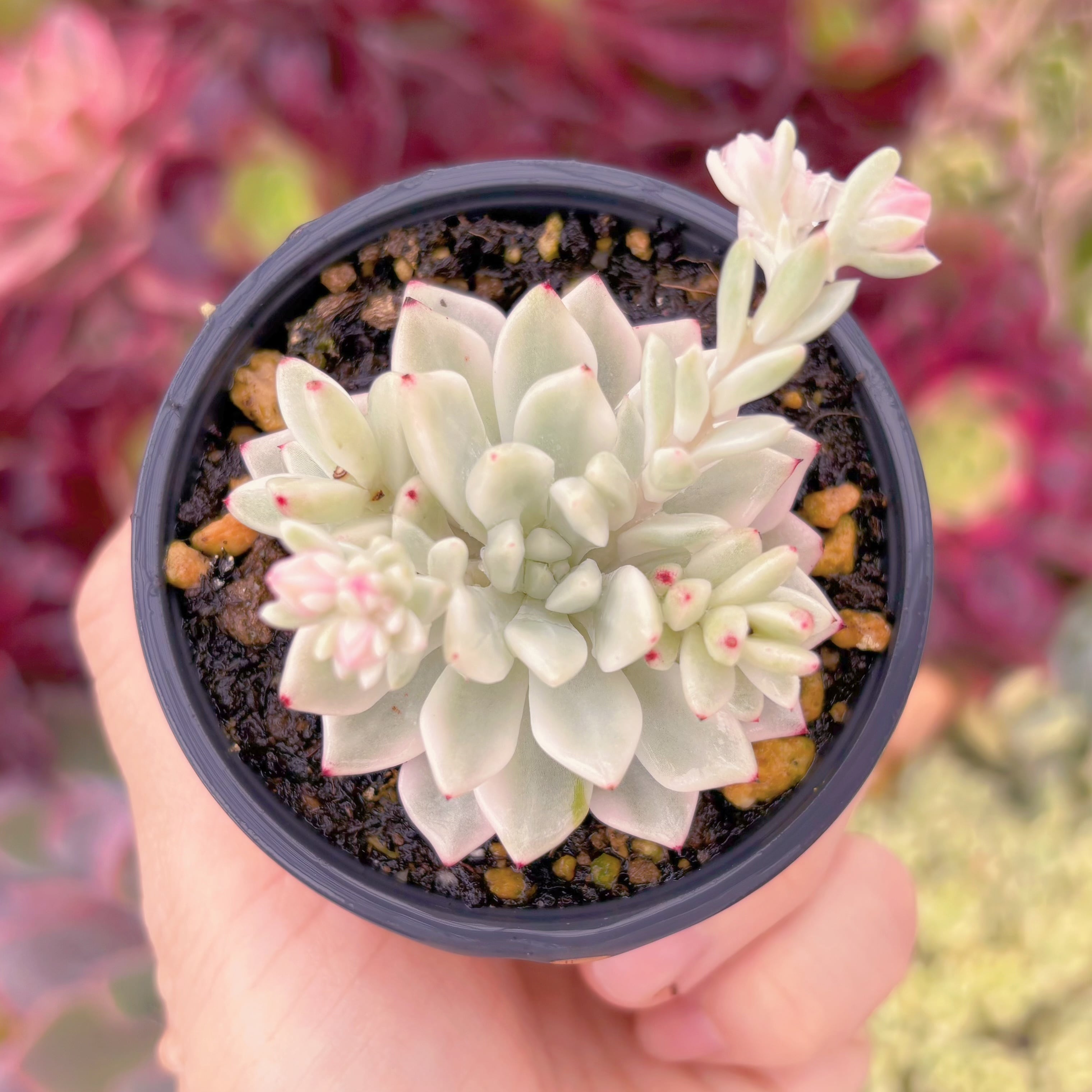 現品　雪の女王錦#F081　るる農園