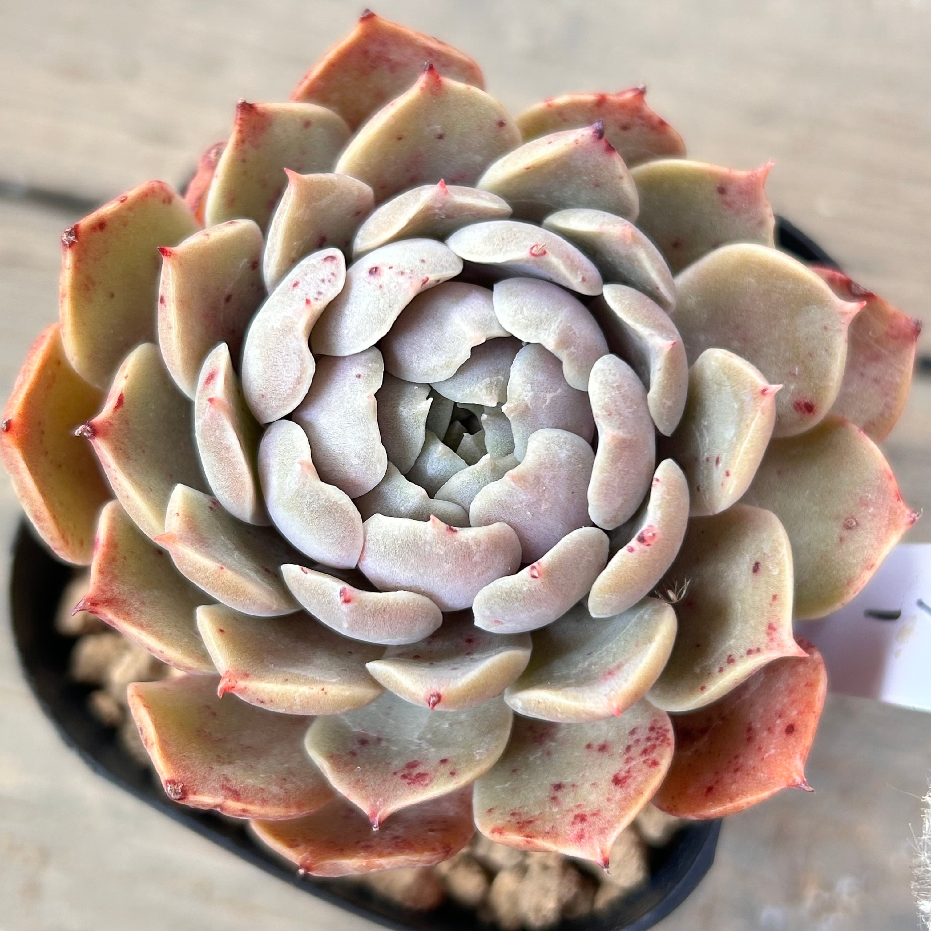 露蛍 札 ポットごと ファームパルクさん苗 多肉植物 レッド