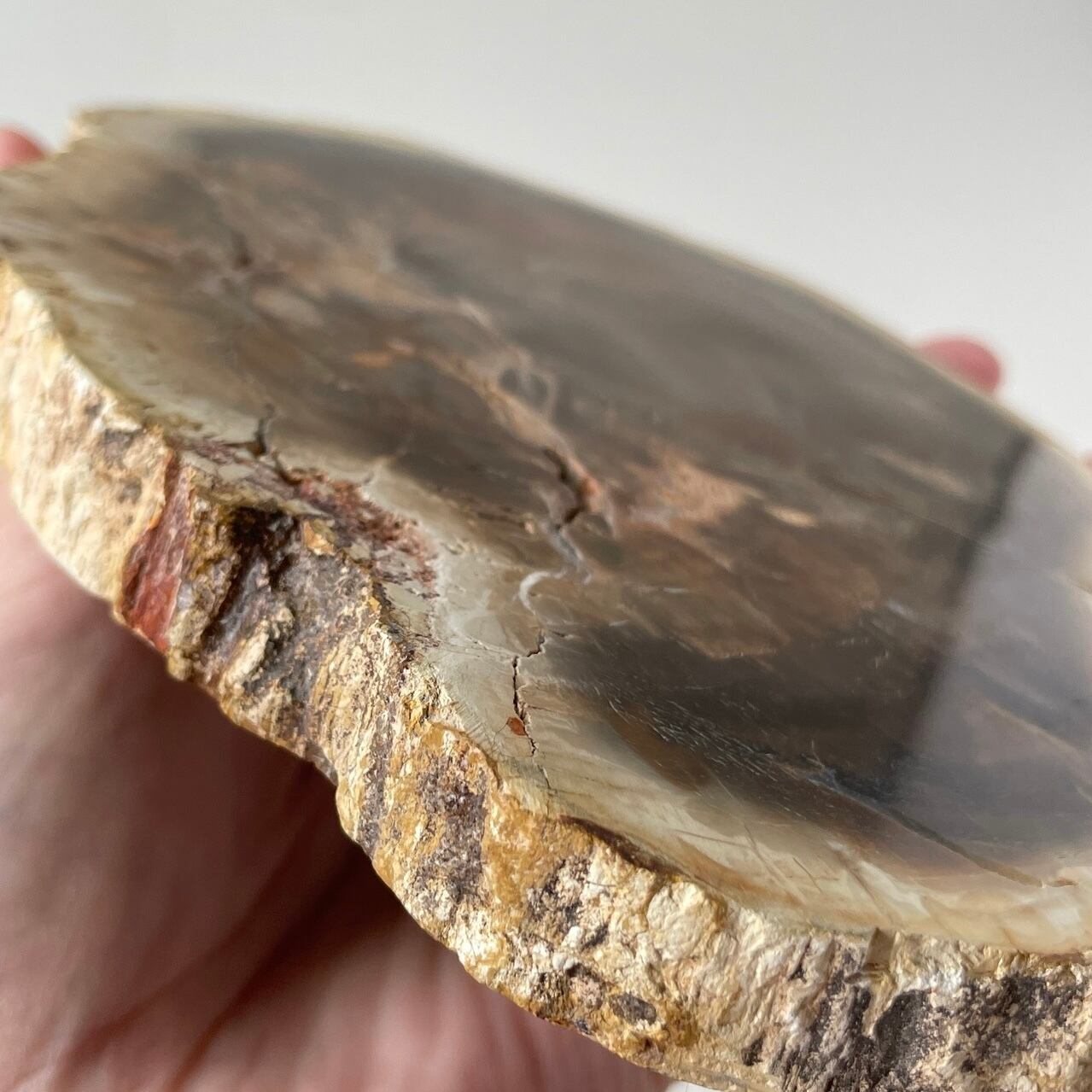 ペトリファイドウッド プレート スラブ 大きめ ペトリファイドウッド プレート スラブ 大きめ ペトリファイド