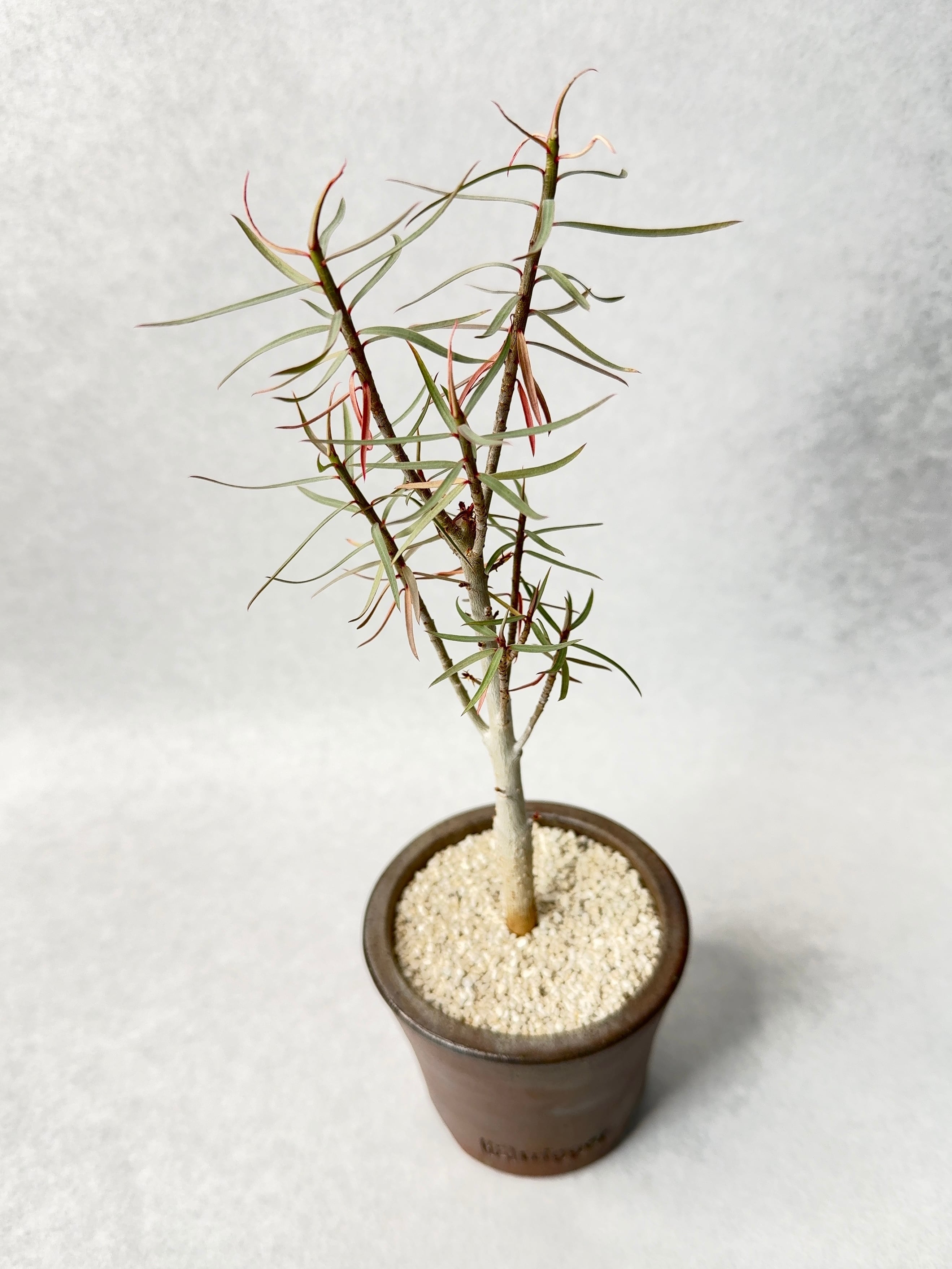 ユーフォルビア・バルサミフェラ　塊根植物 ユーフォルビア・バルサミフェラ | trigger